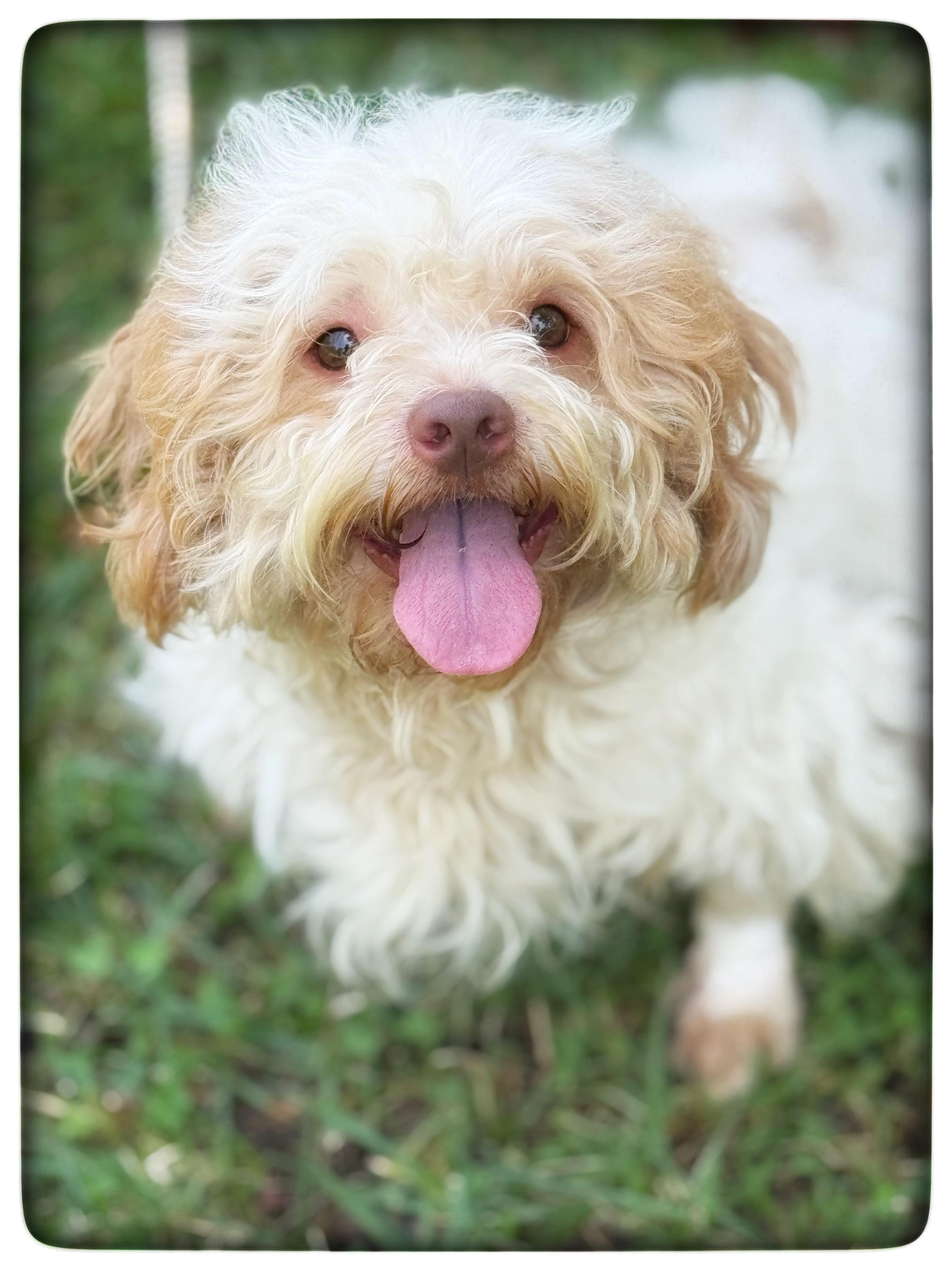 Oliver, an adopted Cavapoo in Midlothian, VA image 6/6
