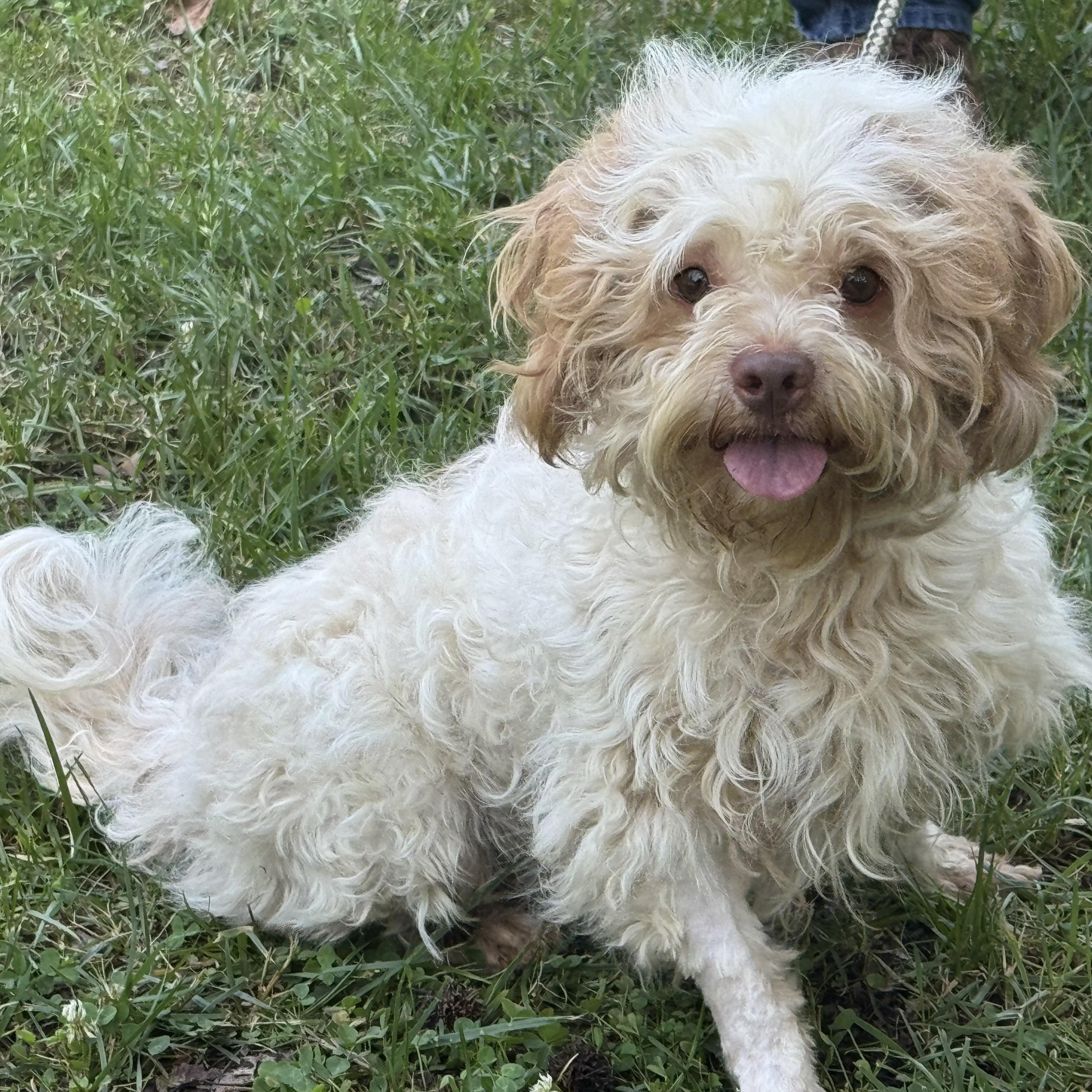 Oliver, an adopted Cavapoo in Midlothian, VA image 5/6
