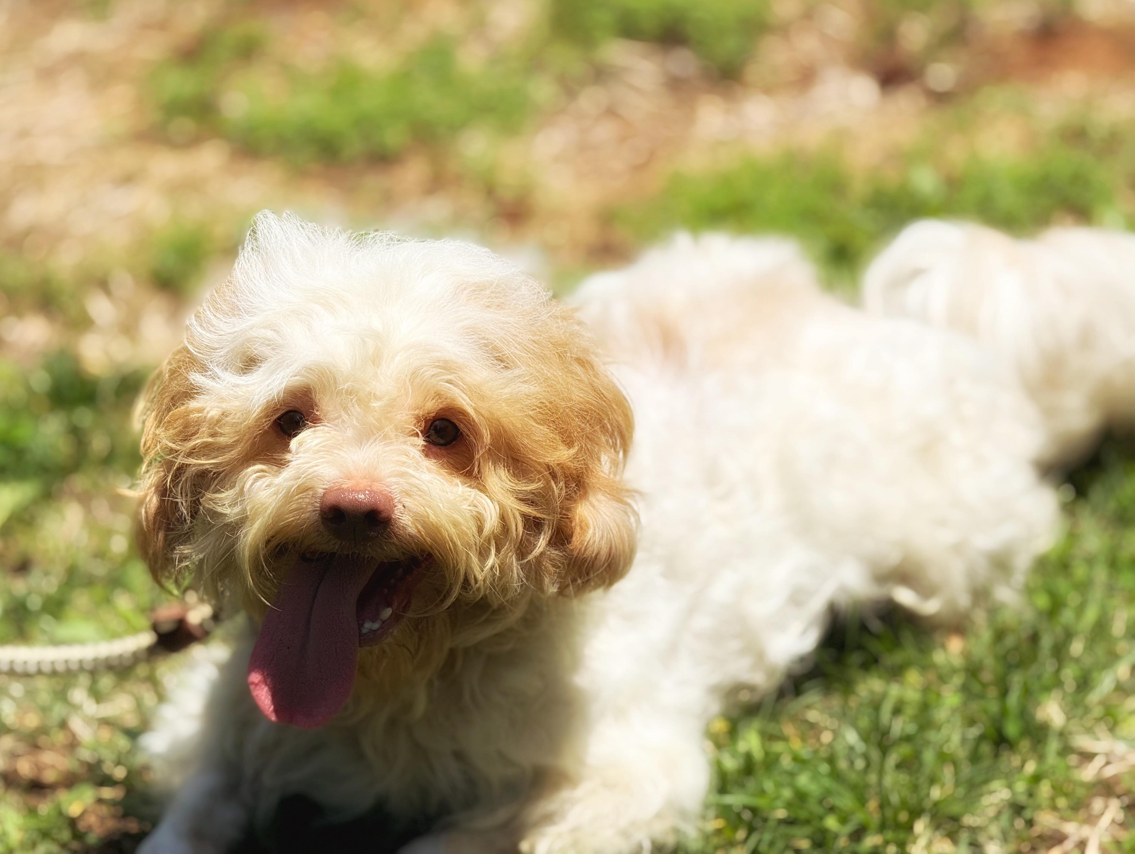 Oliver, an adopted Cavapoo in Midlothian, VA image 4/6