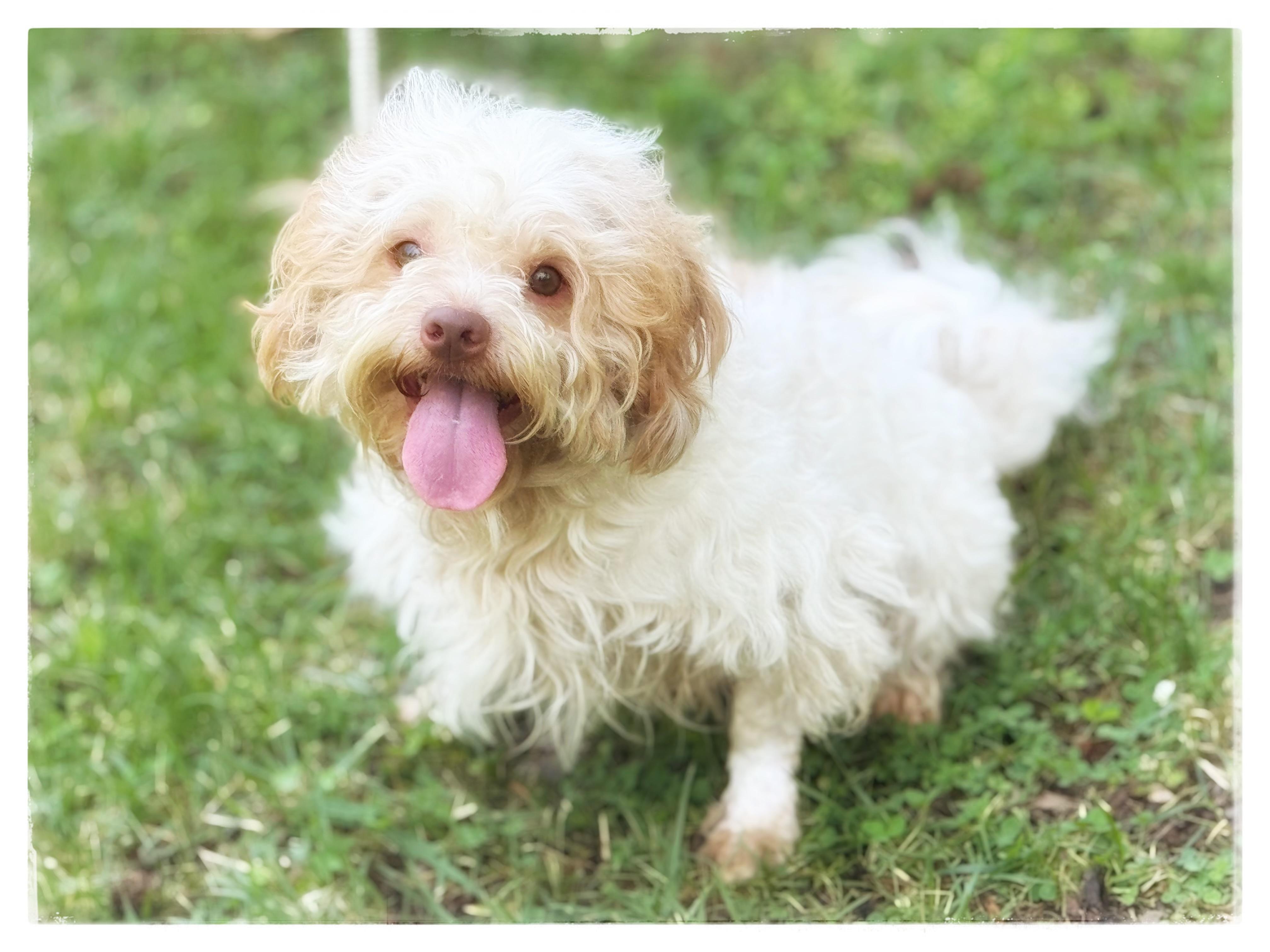 Oliver, an adopted Cavapoo in Midlothian, VA image 3/6