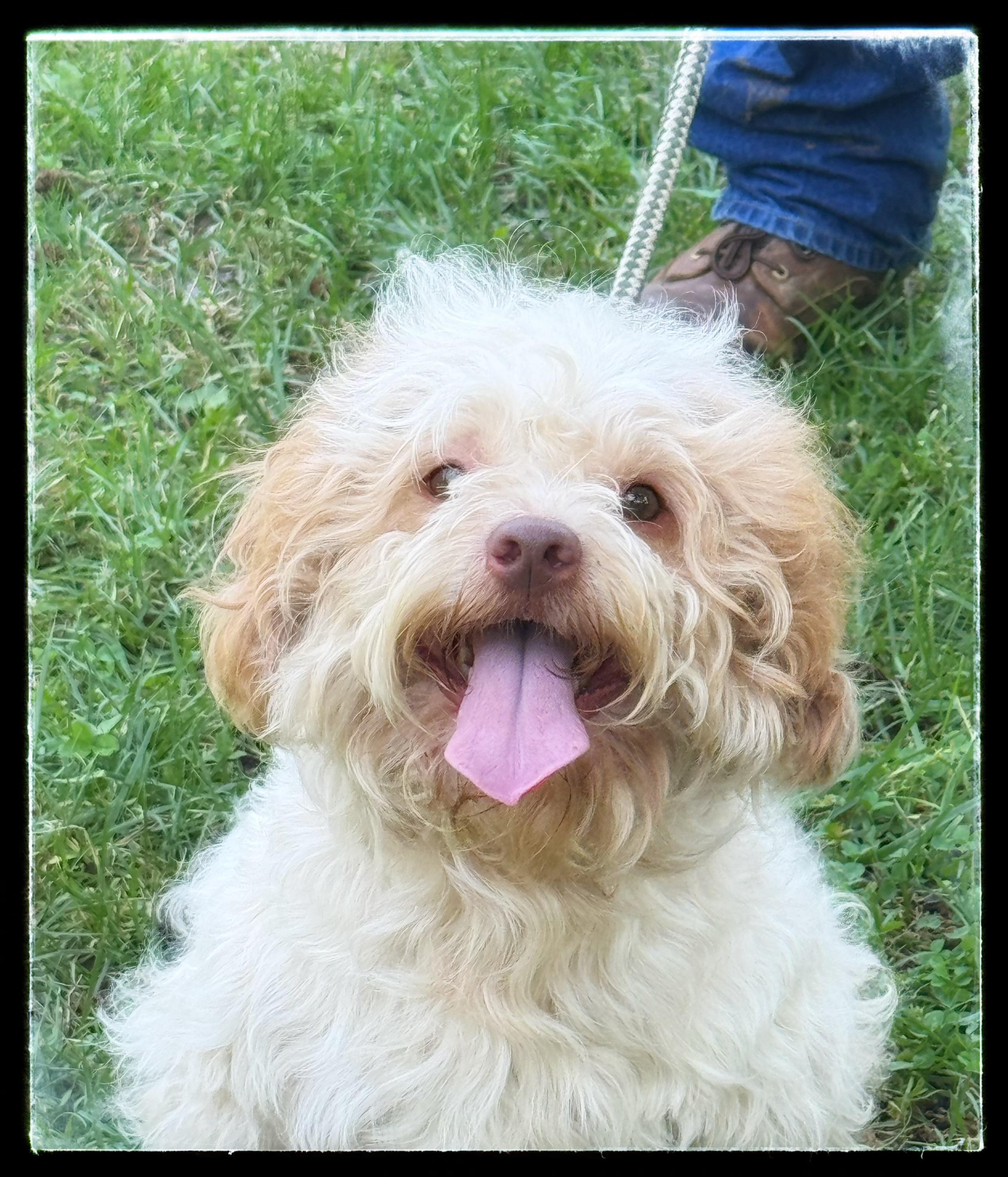 Oliver, an adopted Cavapoo in Midlothian, VA image 2/6