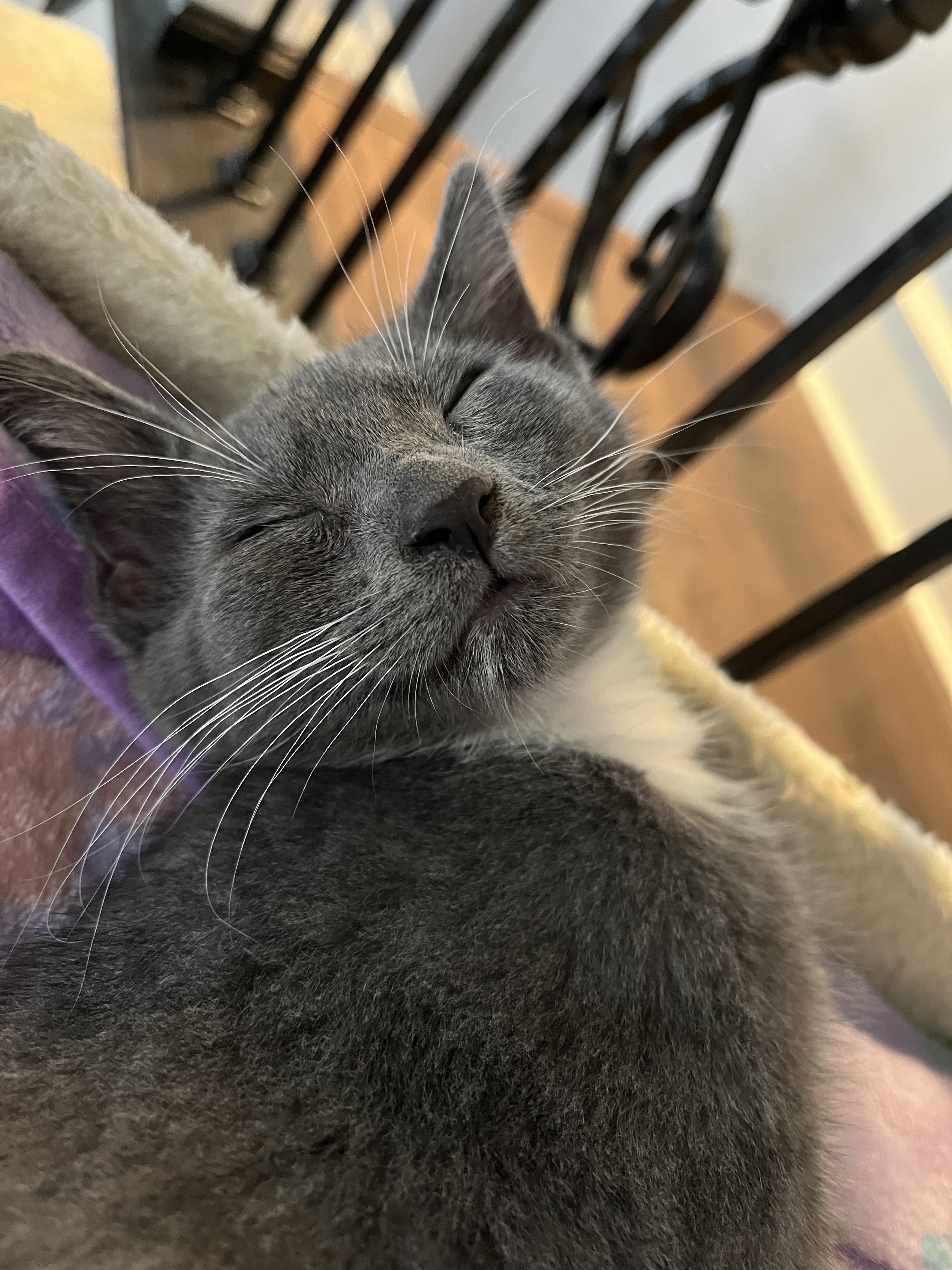 Enlarge Greyson, a Adoptable Domestic Short Hair in Haddon Heights, NJ image 2/4