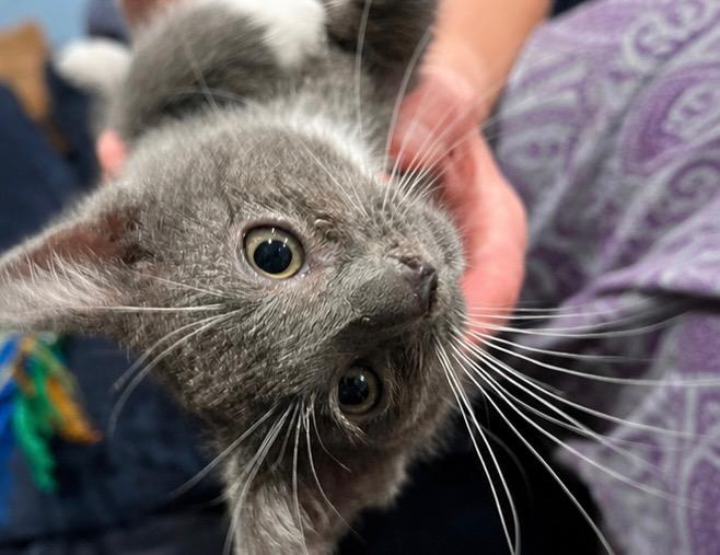 Greyson, a Adoptable Domestic Short Hair in Haddon Heights, NJ image 1/3