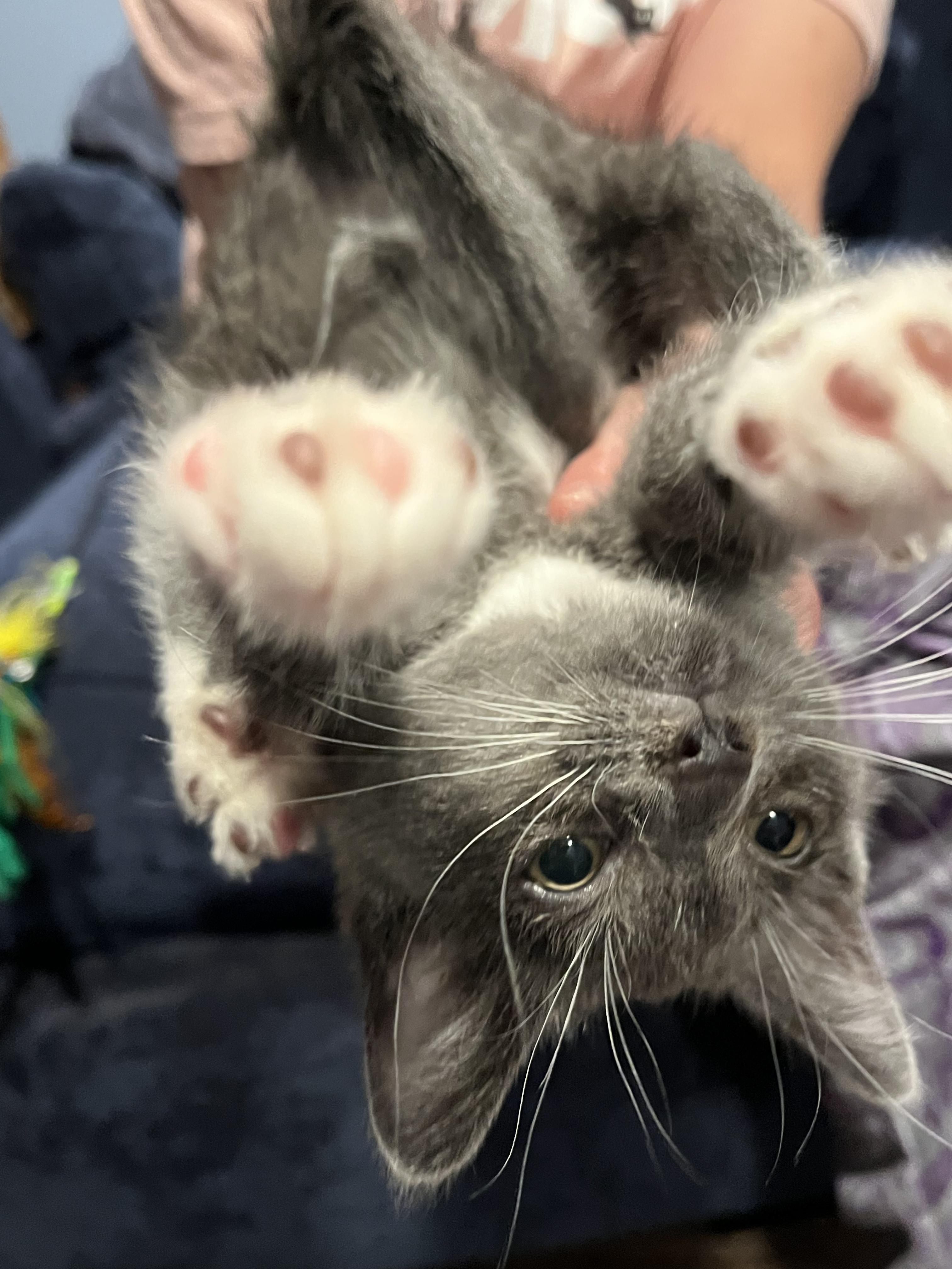 Greyson, a Adoptable Domestic Short Hair in Haddon Heights, NJ image 2/3