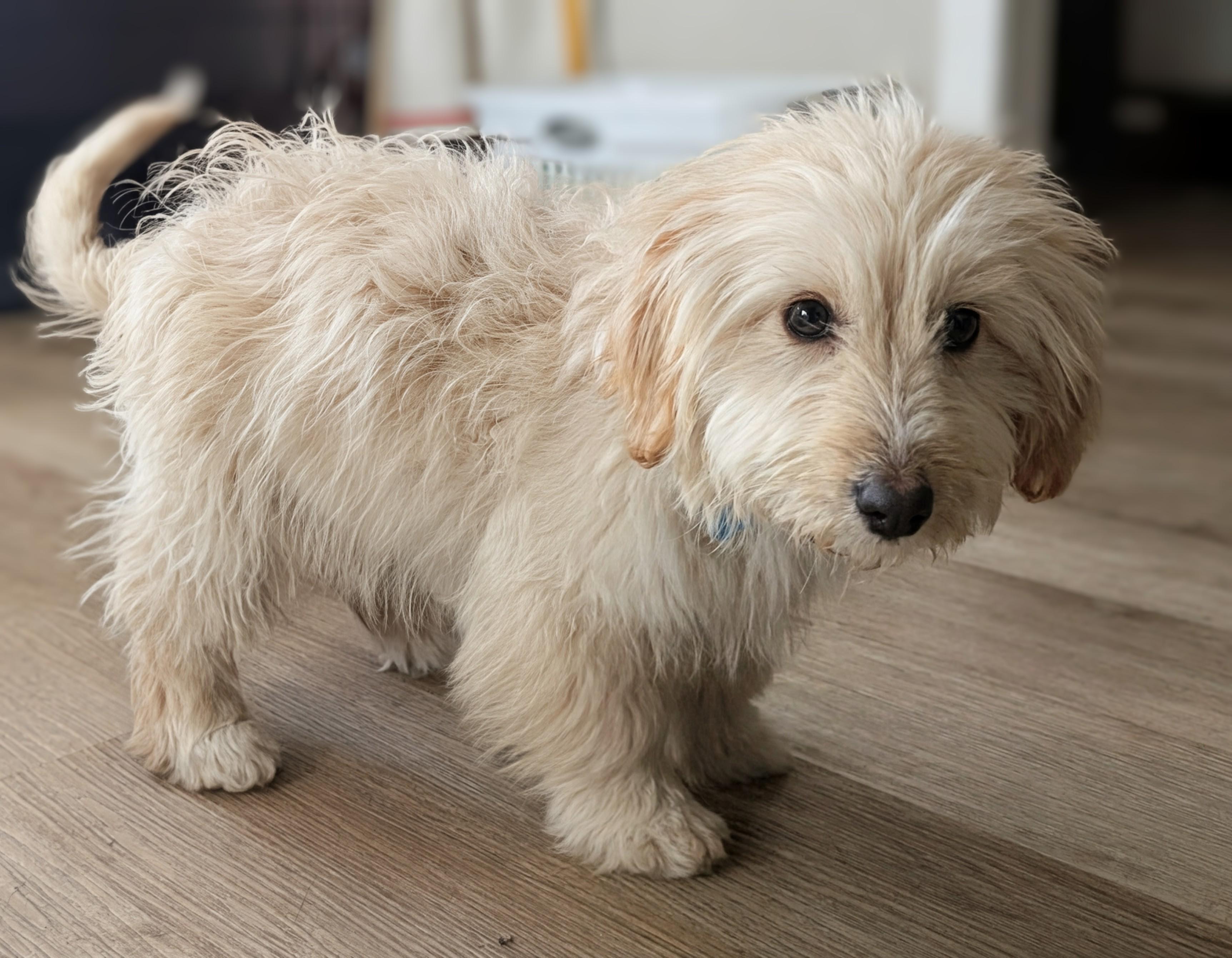 Snowball, an adopted mixed breed in Lockport, IL image 3/3