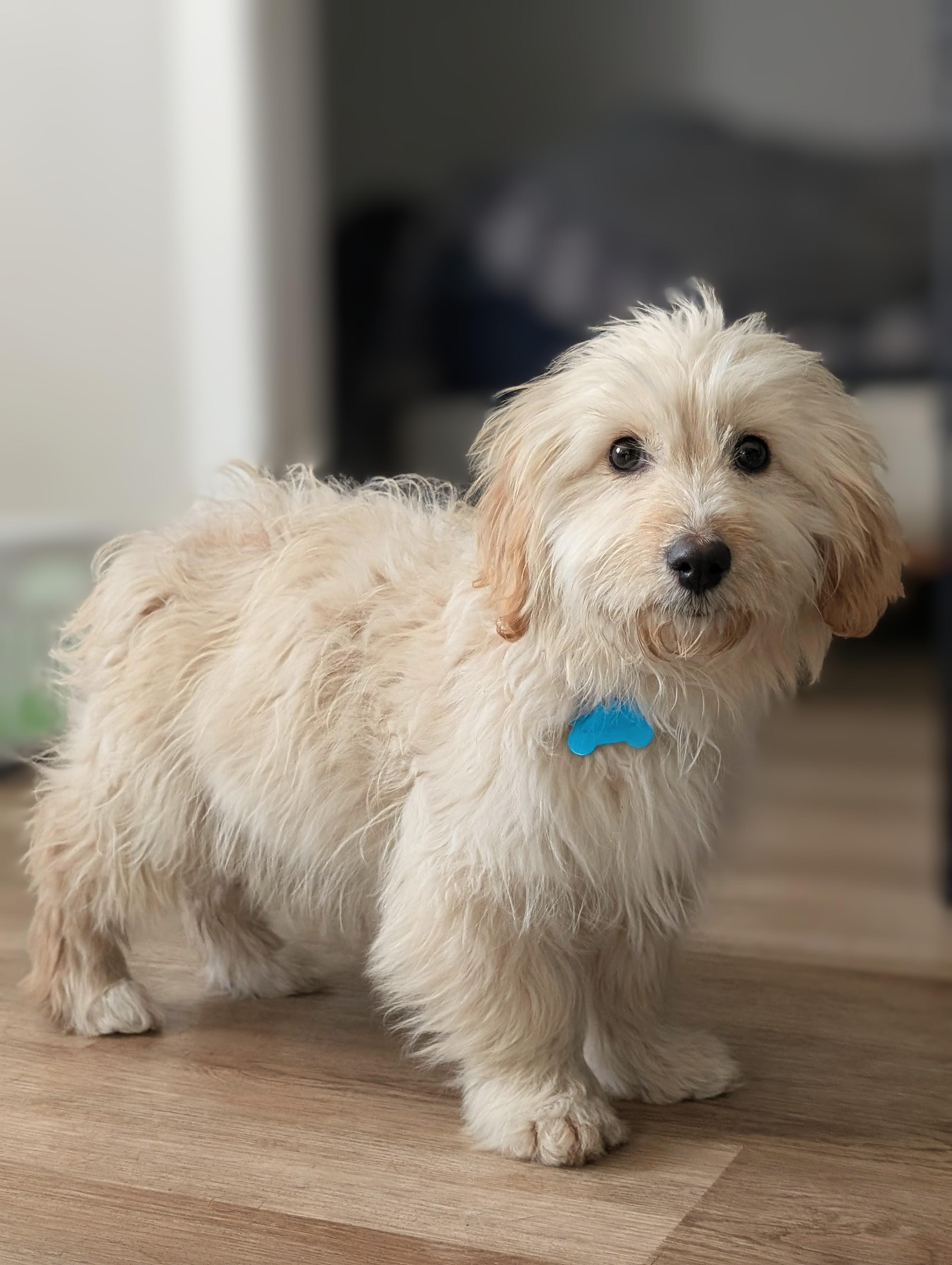 Snowball, an adopted mixed breed in Lockport, IL image 2/3