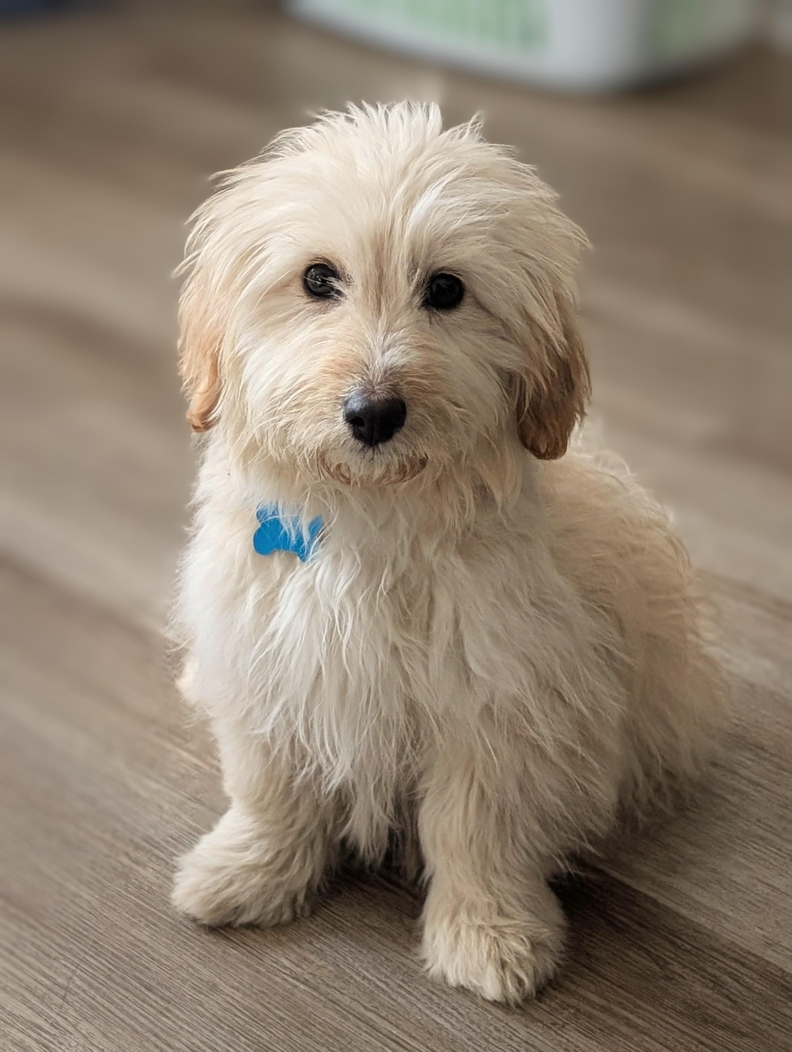 Snowball, an adopted mixed breed in Lockport, IL image 1/3