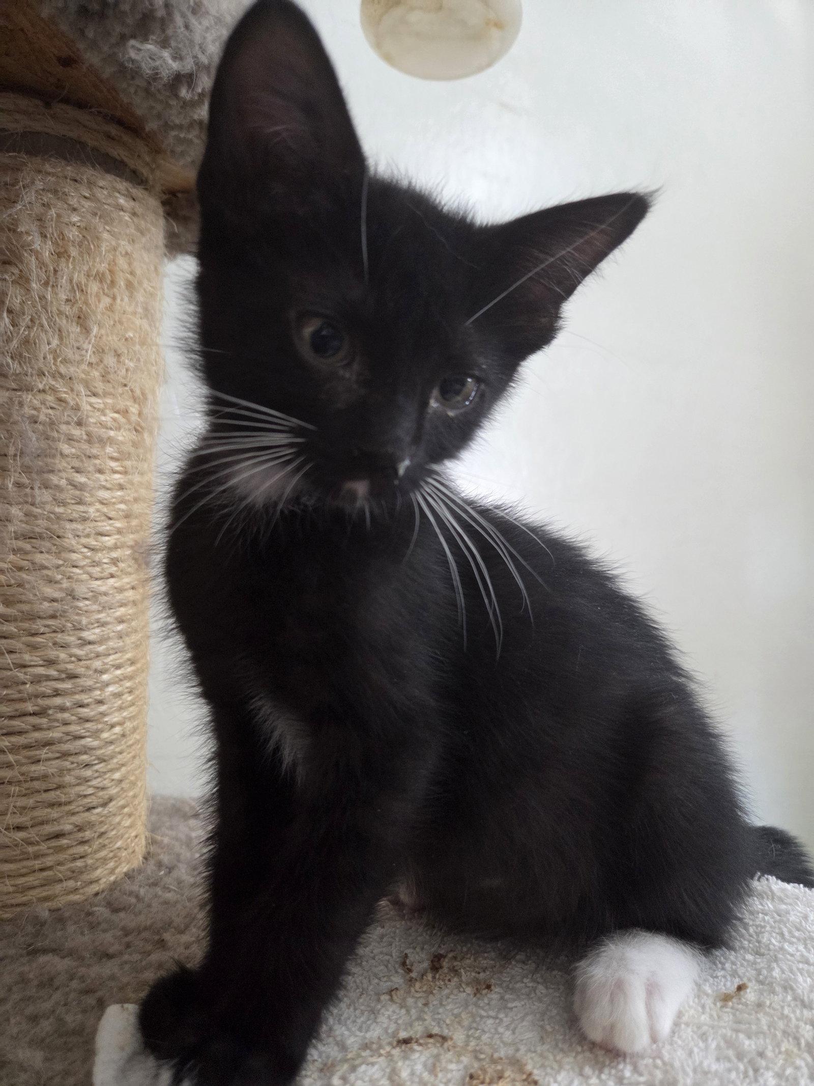 Asteroid, Adoptable, Young Female Tuxedo.