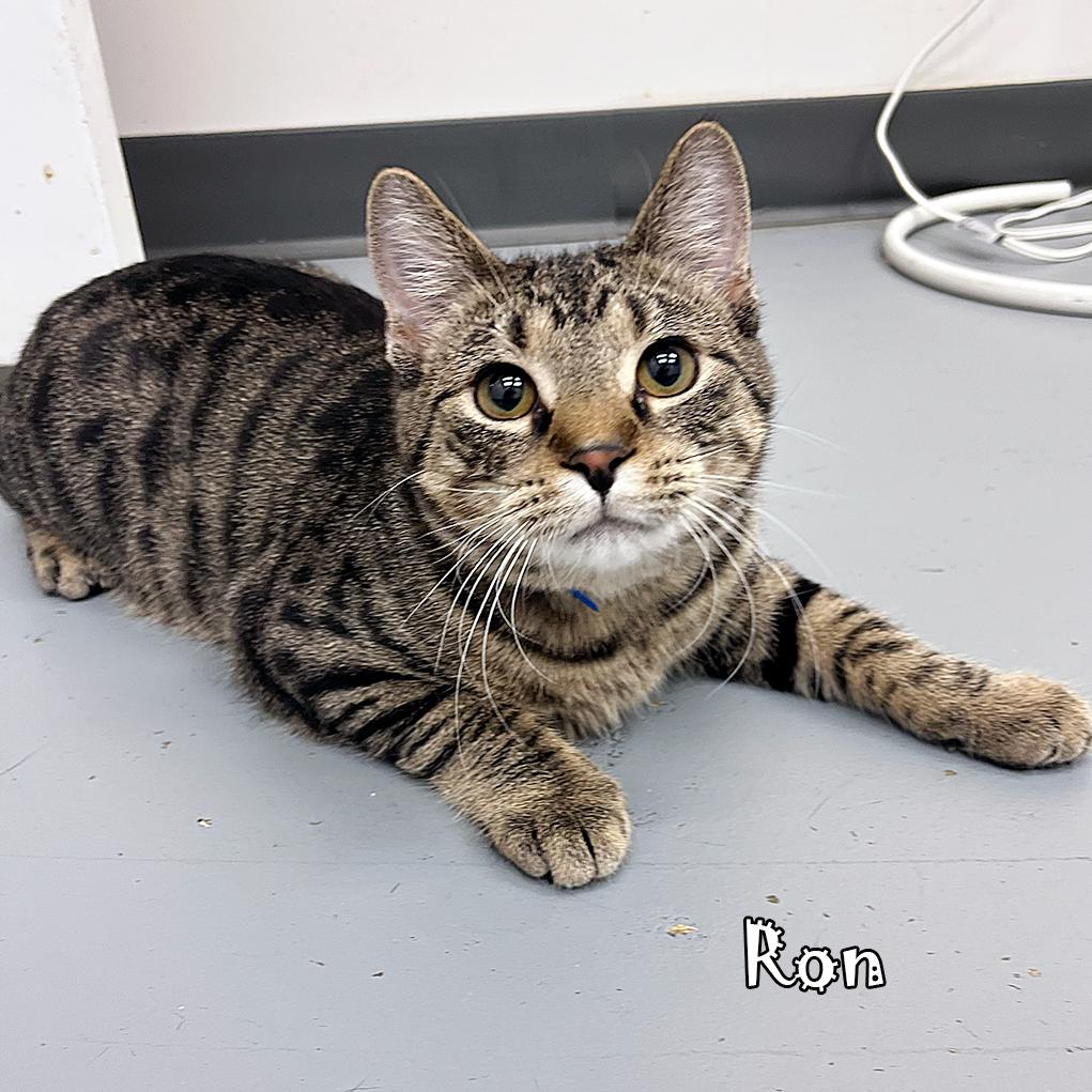 Ron, Adoptable, Young Male Domestic Short Hair.