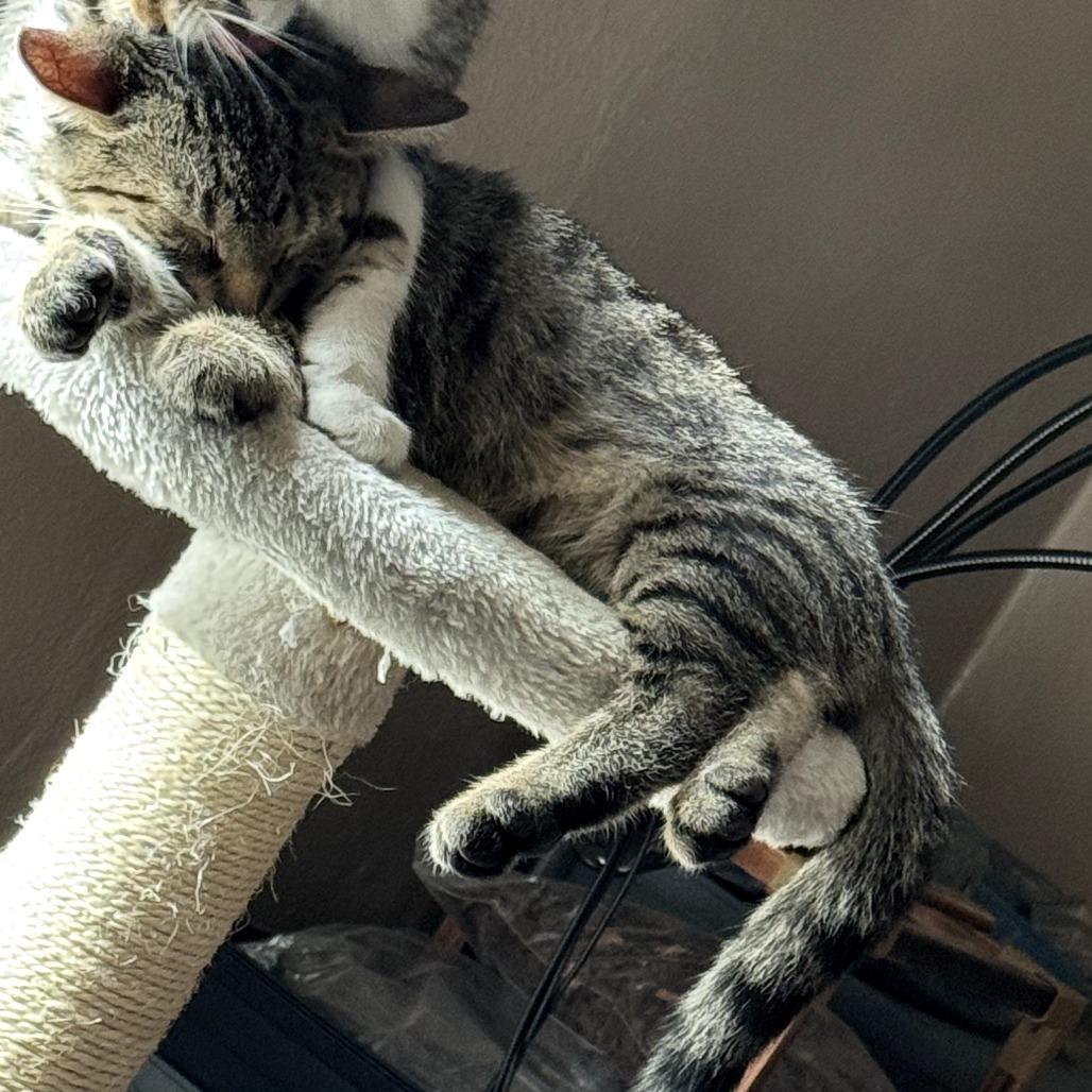 Enlarge Ron, a Adoptable Domestic Short Hair in Carmel, IN image 2/3