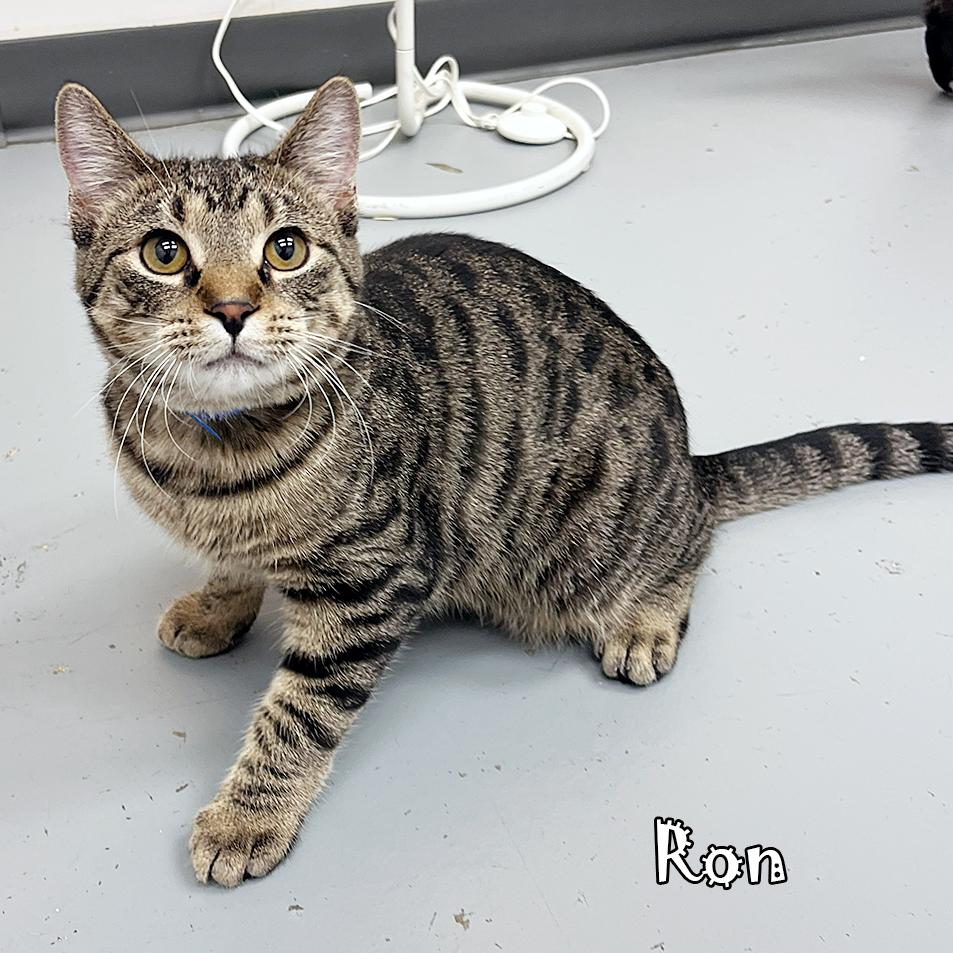 Enlarge Ron, a Adoptable Domestic Short Hair in Carmel, IN image 3/3