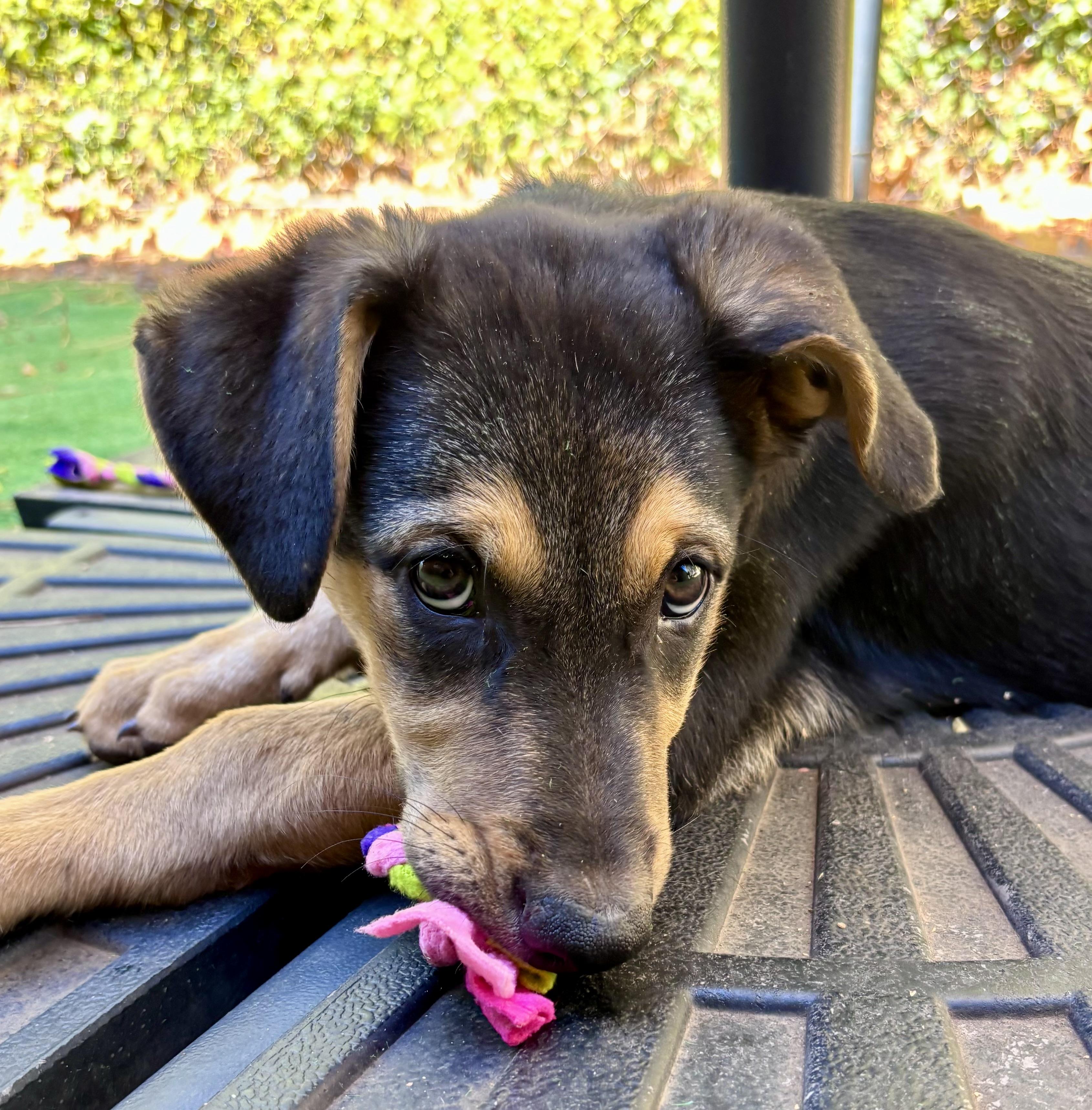 Bing (Orchard Litter), Adoptable, Puppy Male Australian Shepherd & Black Labrador Retriever.
