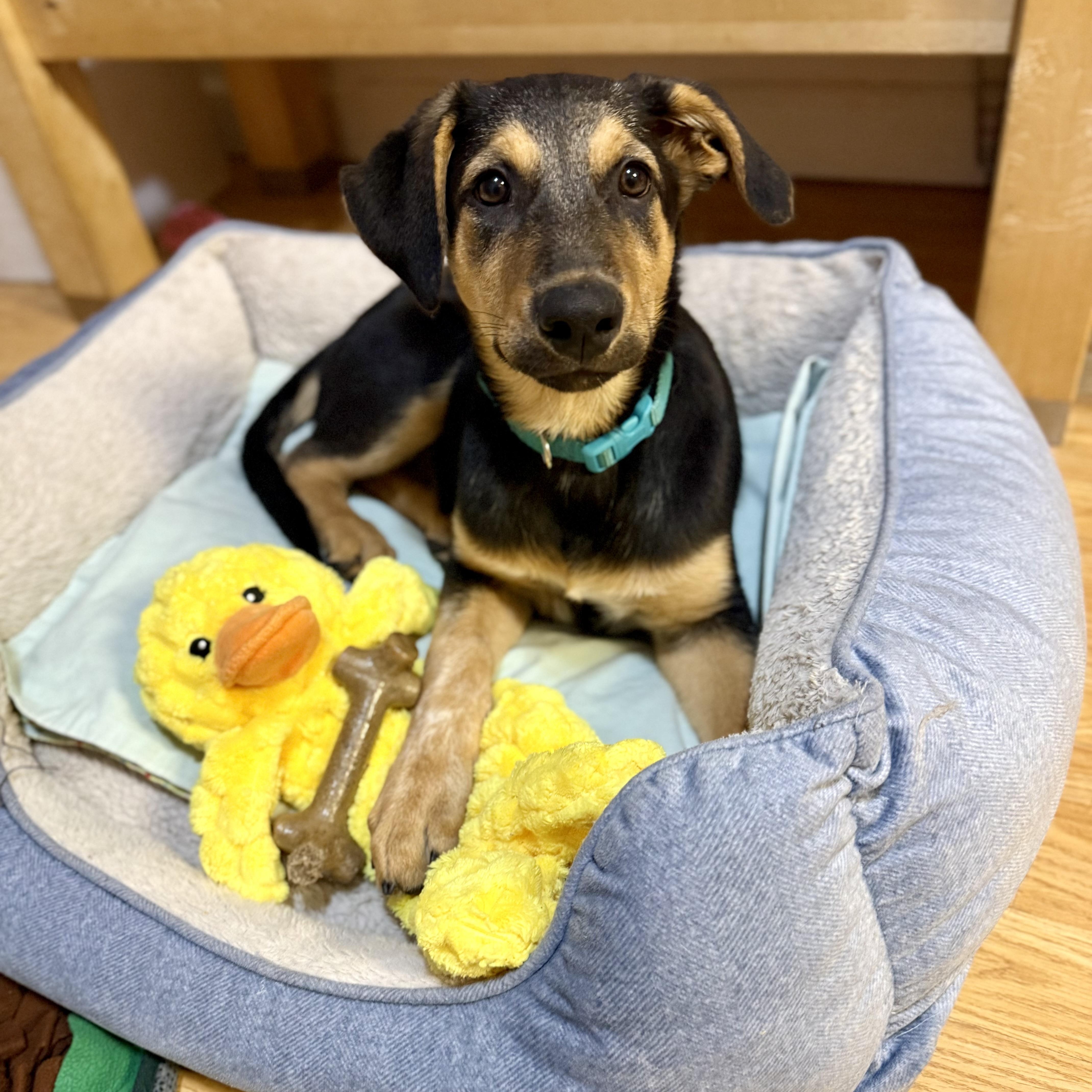 Enlarge Bing (Orchard Litter), a Adoptable mixed breed in Redwood City, CA image 1/6