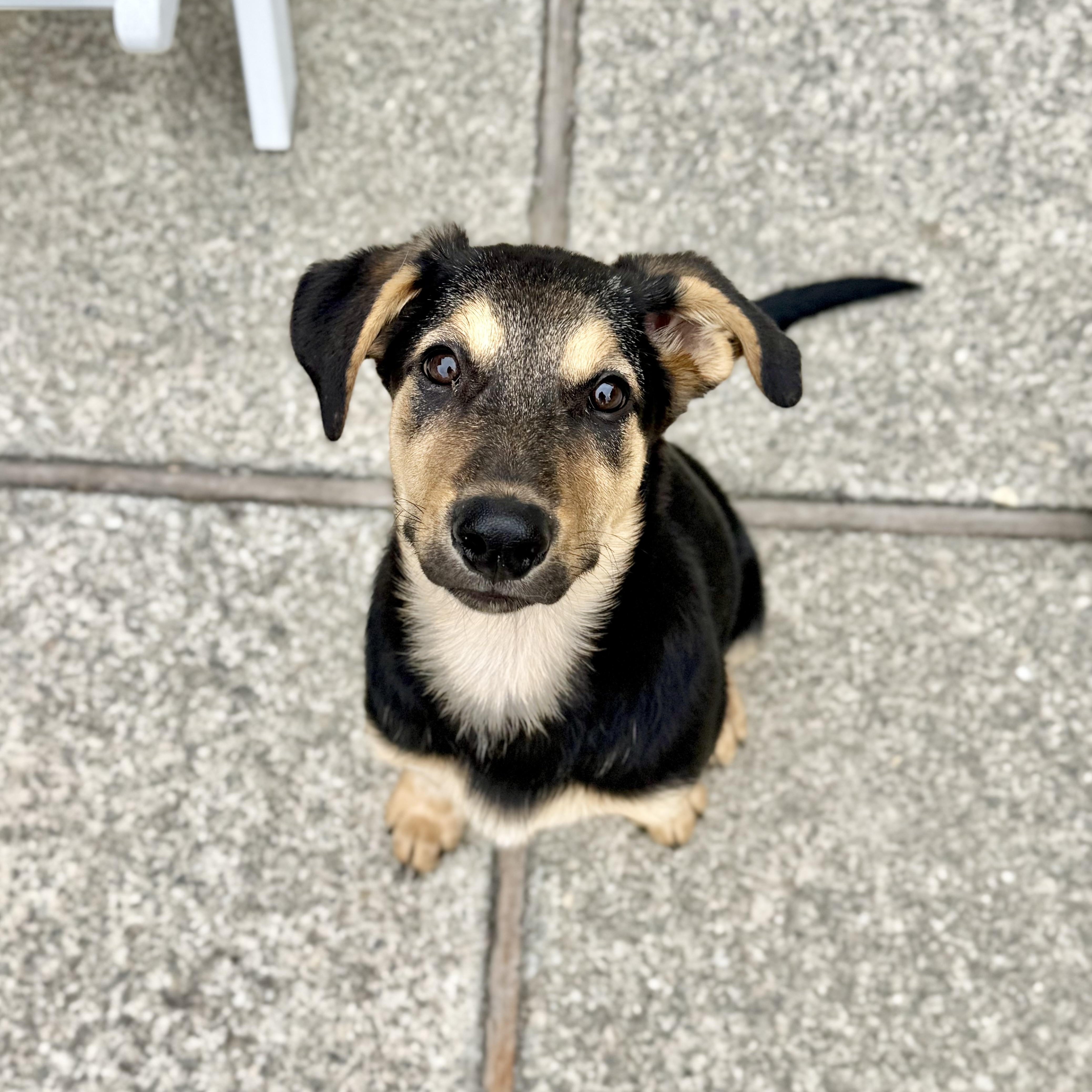 Enlarge Bing (Orchard Litter), a Adoptable mixed breed in Redwood City, CA image 4/6