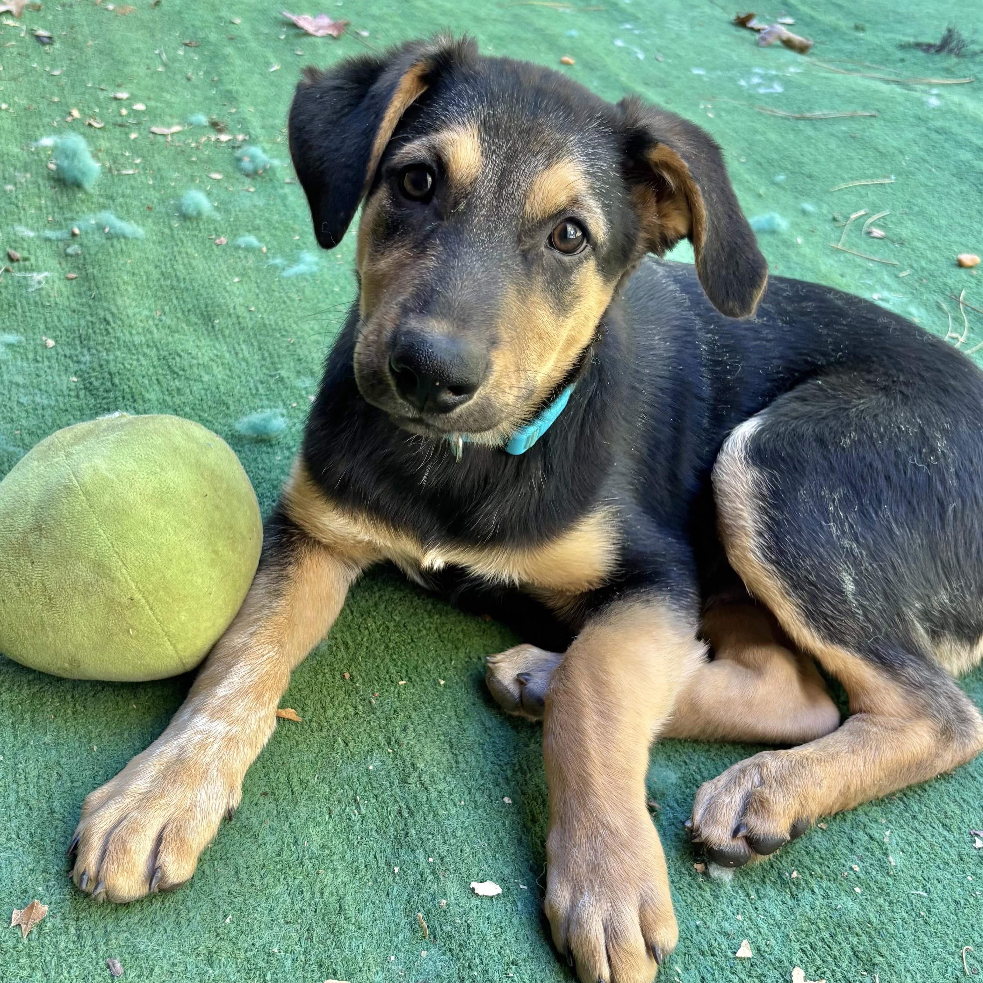 Enlarge Bing (Orchard Litter), a Adoptable mixed breed in Redwood City, CA image 3/6