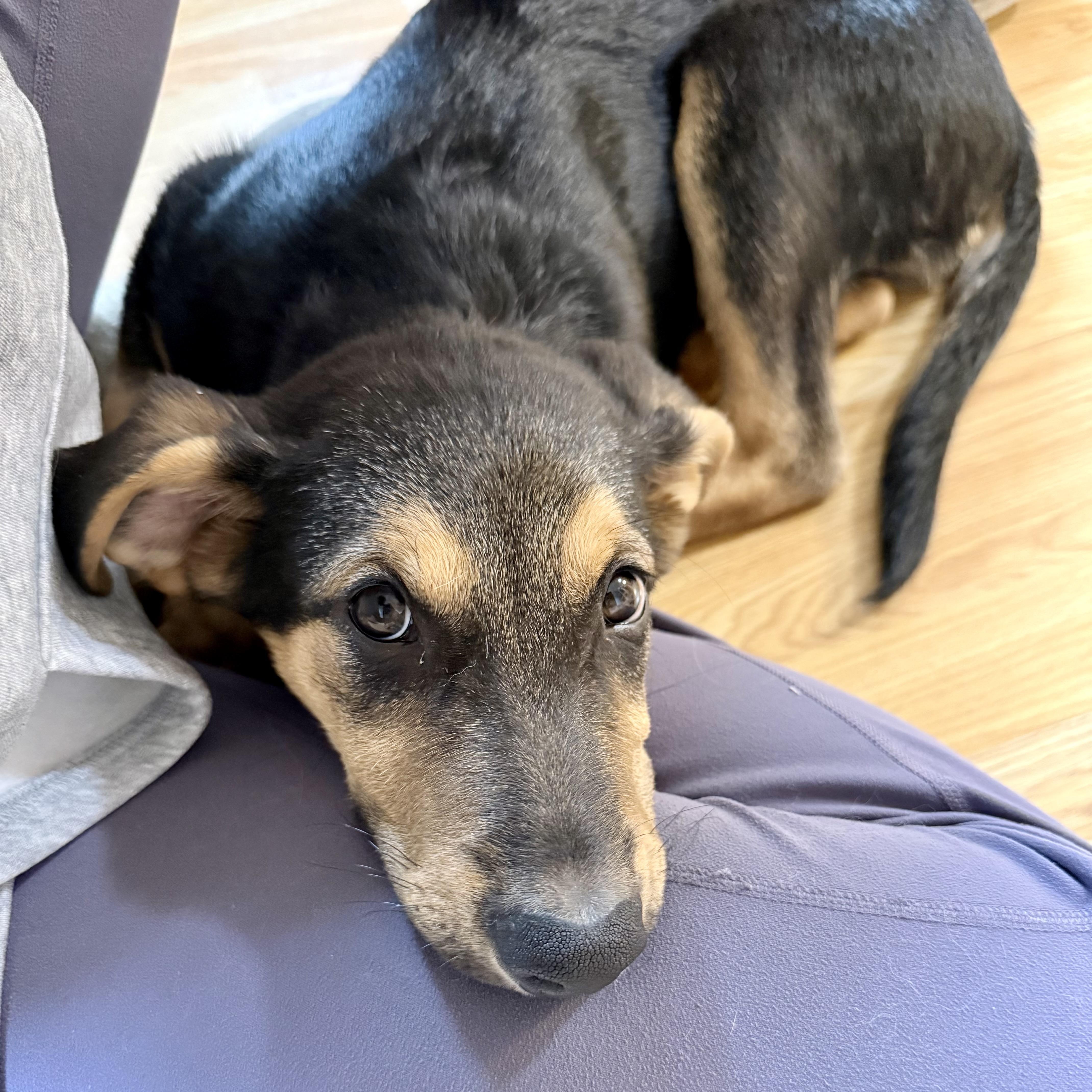 Enlarge Bing (Orchard Litter), a Adoptable mixed breed in Redwood City, CA image 5/6