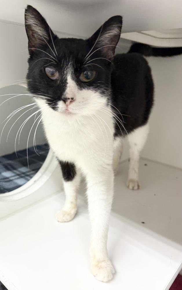 Iliza, Adoptable, Adult Female Domestic Short Hair.