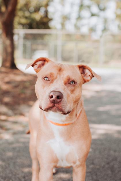 08230B Brutus - VIP, Adoptable, Adult Male American Staffordshire Terrier & Mixed Breed.