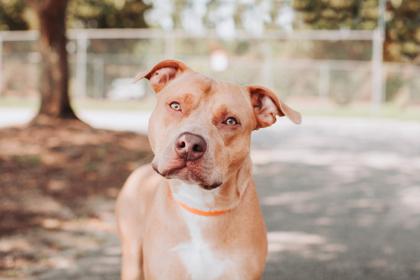 Enlarge 08230B Brutus - VIP, a Adoptable mixed breed in North Charleston, SC image 2/3