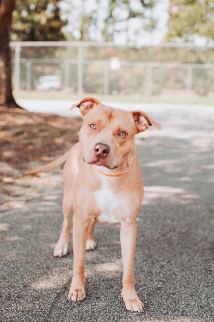 Enlarge 08230B Brutus - VIP, a Adoptable mixed breed in North Charleston, SC image 3/3