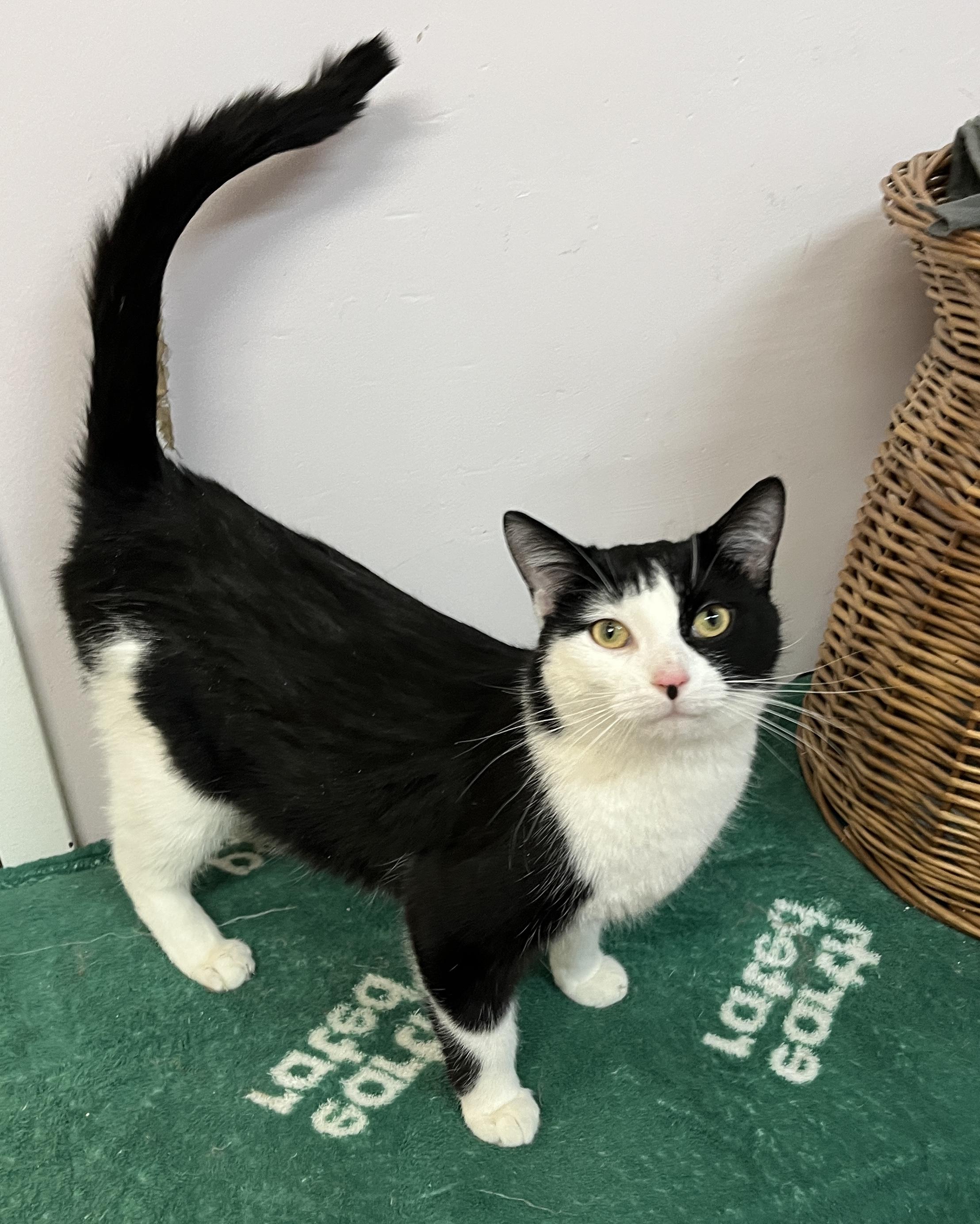 Enlarge PHANTOM (CR/SC), an adopted Domestic Short Hair in Sainte-Angele-de-Monnoir, QC image 3/6