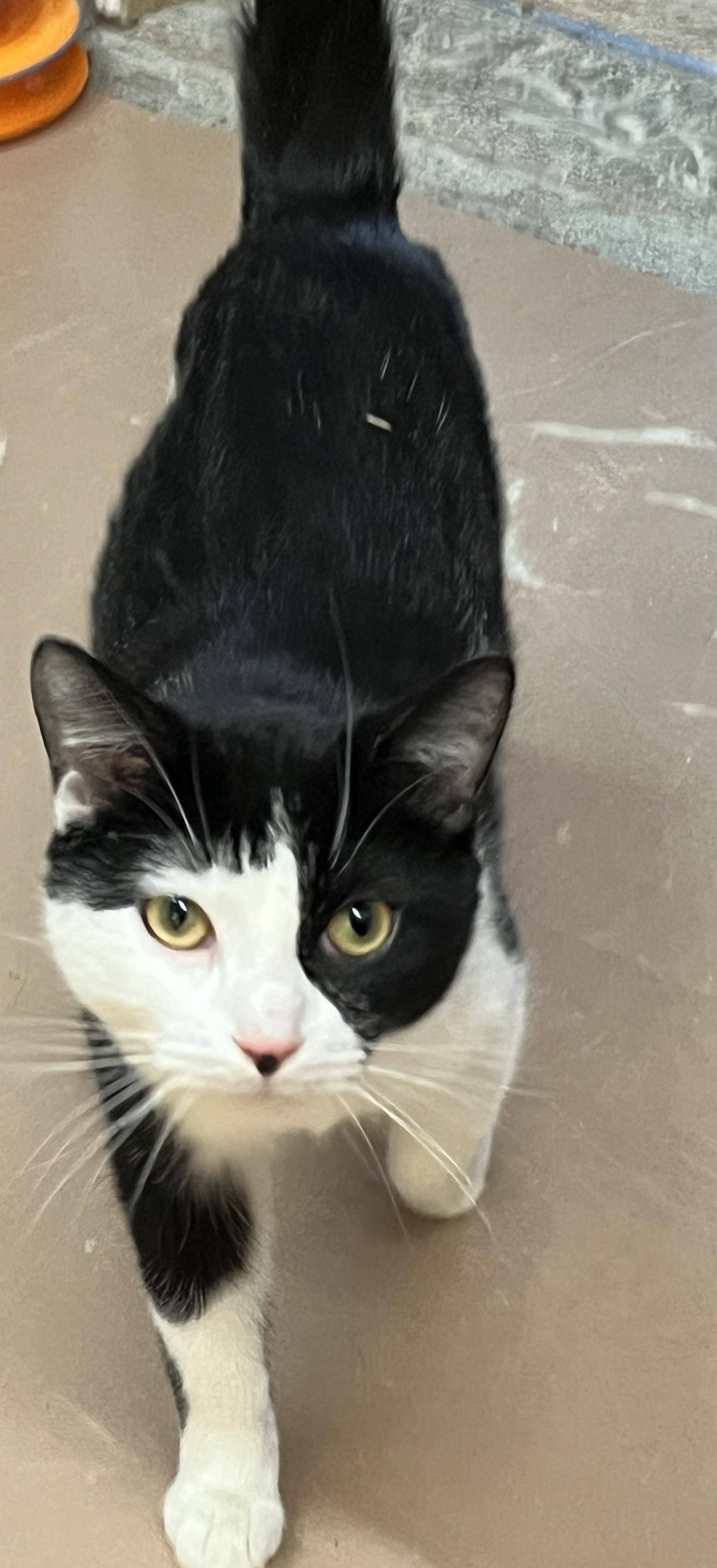 Enlarge PHANTOM (CR/SC), an adopted Domestic Short Hair in Sainte-Angele-de-Monnoir, QC image 4/6