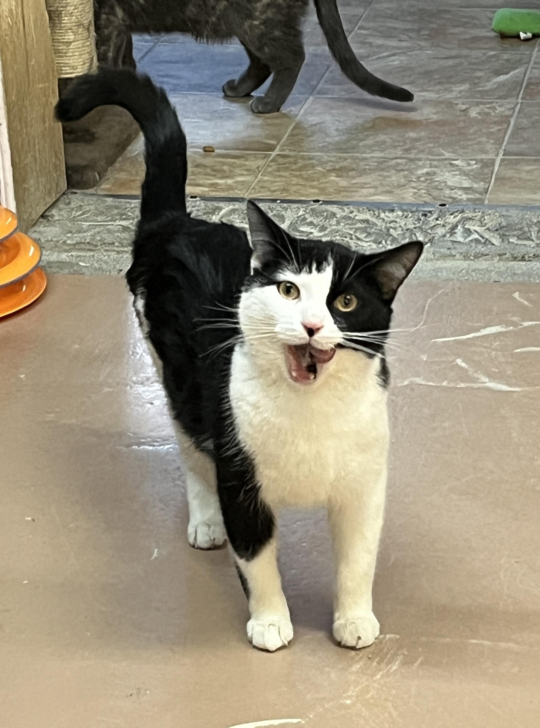 Enlarge PHANTOM (CR/SC), an adopted Domestic Short Hair in Sainte-Angele-de-Monnoir, QC image 2/6