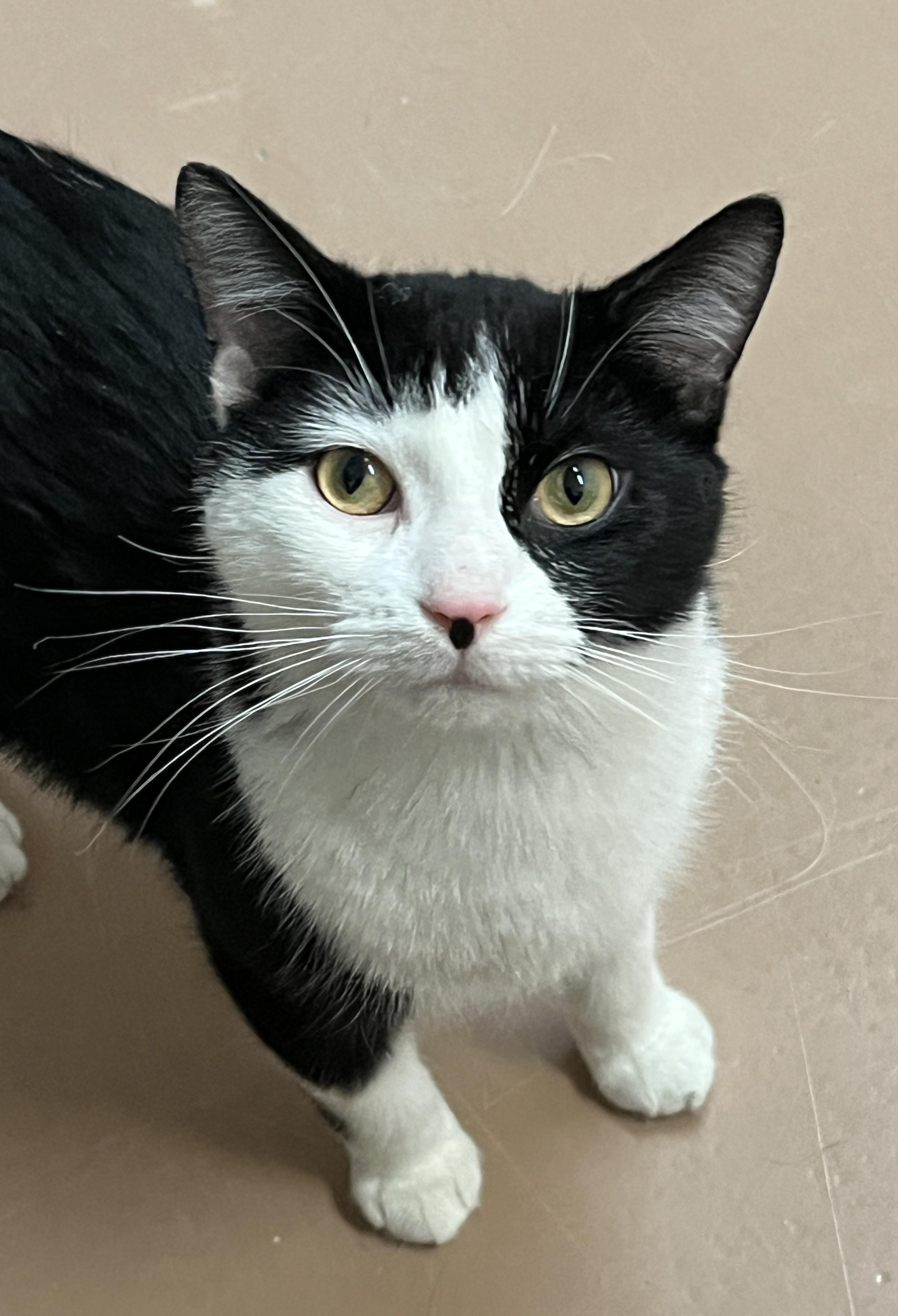 PHANTOM (CR/SC), adopted, Young Male Domestic Short Hair.