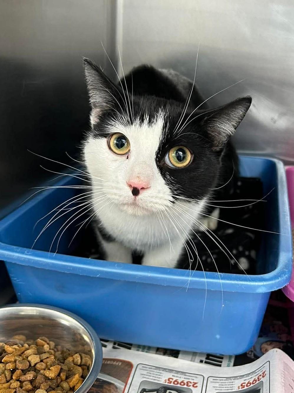 Enlarge PHANTOM (CR/SC), an adopted Domestic Short Hair in Sainte-Angele-de-Monnoir, QC image 6/6