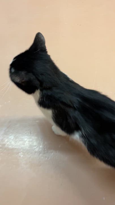 Enlarge PHANTOM (CR/SC), an adopted Domestic Short Hair in Sainte-Angele-de-Monnoir, QC video 5/6