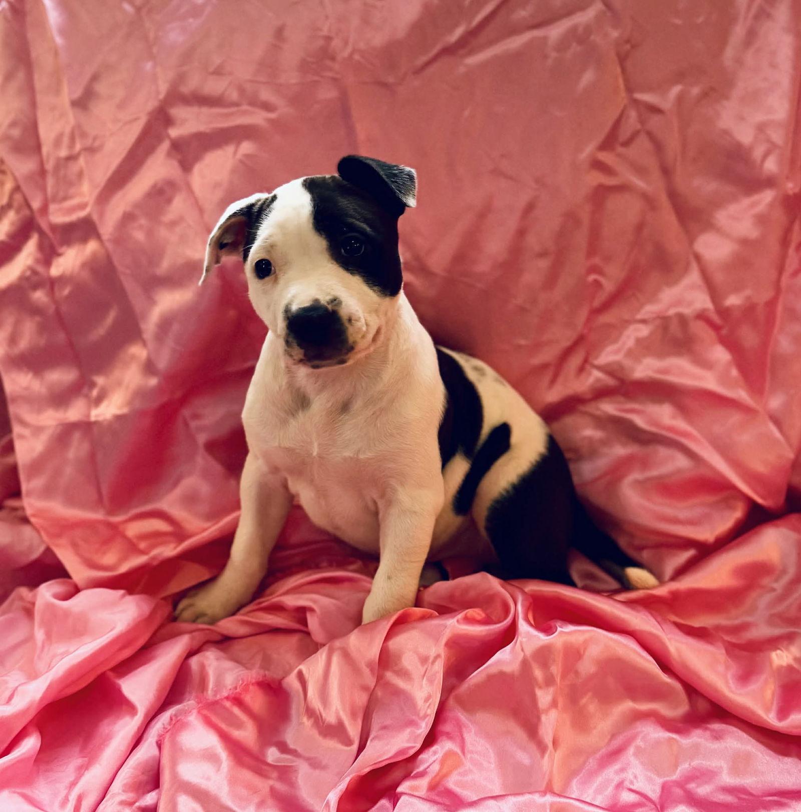 Enlarge Gale, a Adopted Pit Bull Terrier in Catasauqua, PA image 1/3