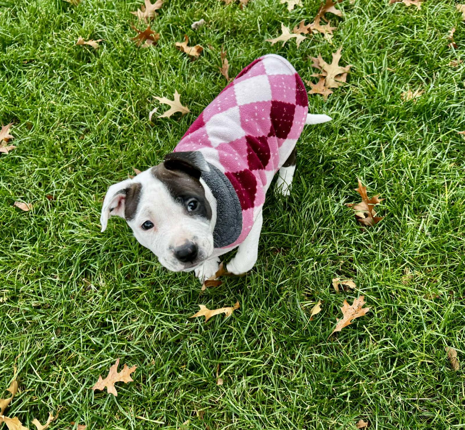 Enlarge Gale, a Adopted Pit Bull Terrier in Catasauqua, PA image 2/3