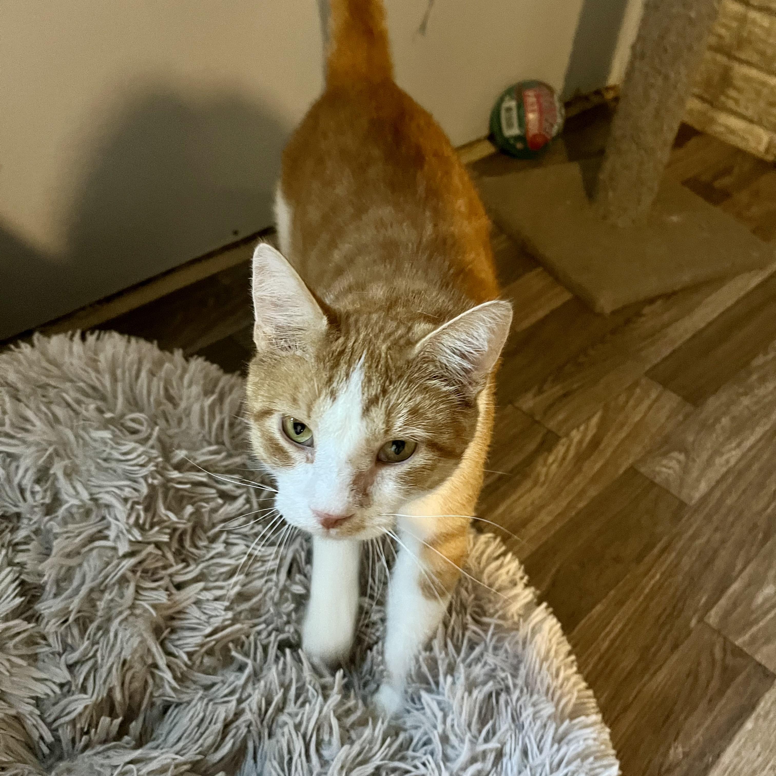 Rex, a Adoptable Domestic Short Hair in Lake Geneva, WI image 4/6