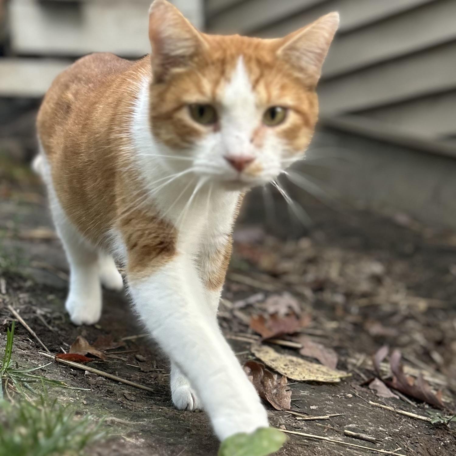 Rex, a Adoptable Domestic Short Hair in Lake Geneva, WI image 3/6