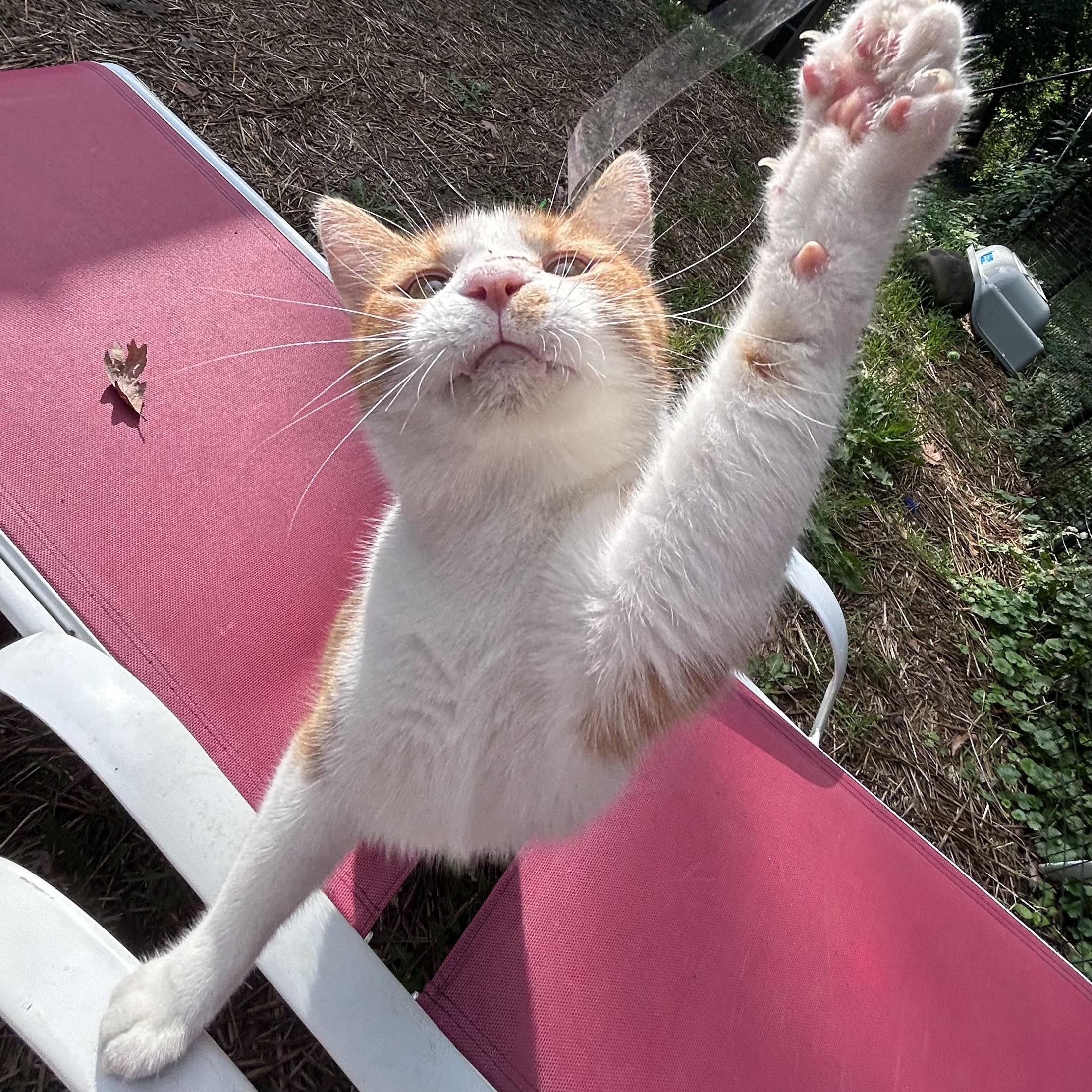 Rex, a Adoptable Domestic Short Hair in Lake Geneva, WI image 2/6