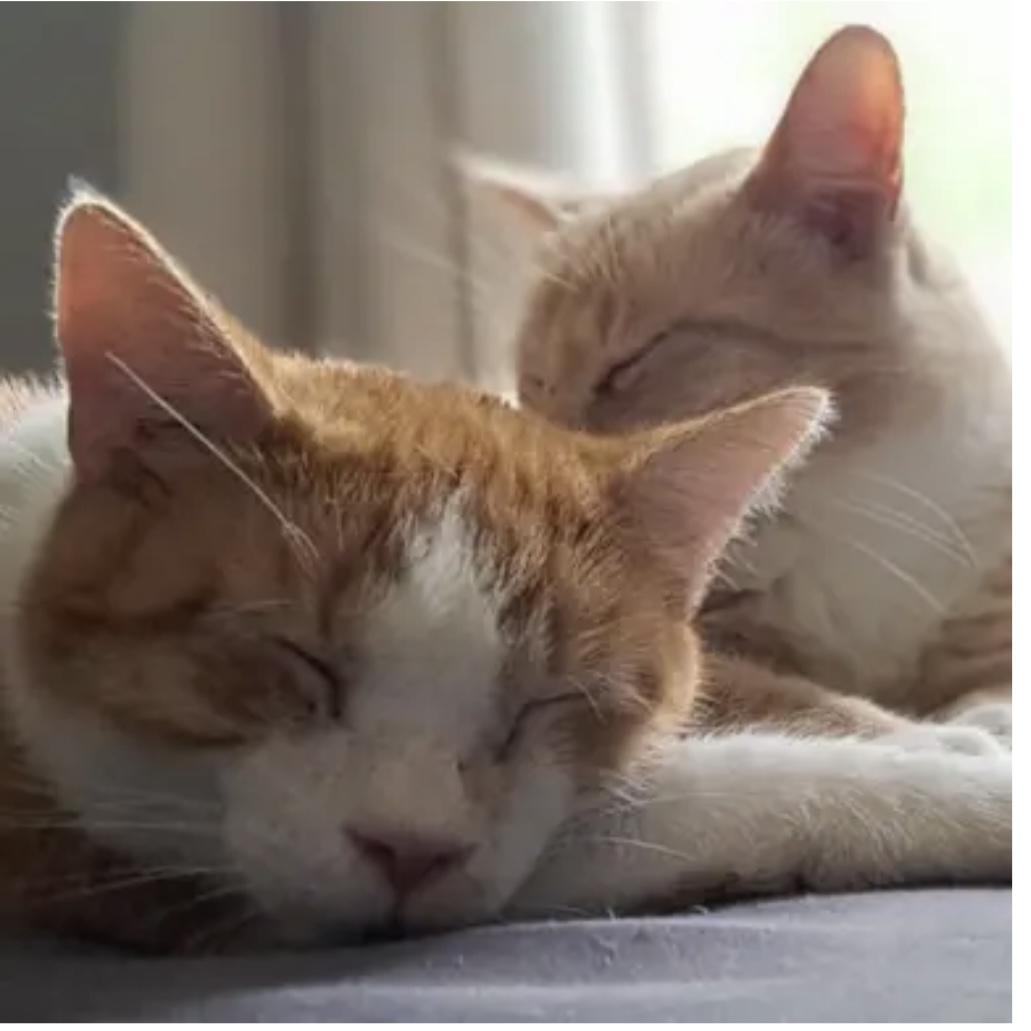 Rex, a Adoptable Domestic Short Hair in Lake Geneva, WI image 5/6