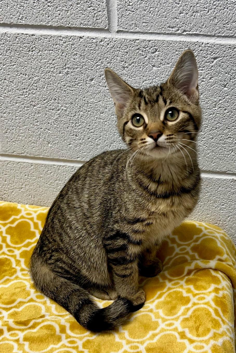 Enlarge Pistachio, an adopted Domestic Short Hair in Edinburg, VA image 1/1