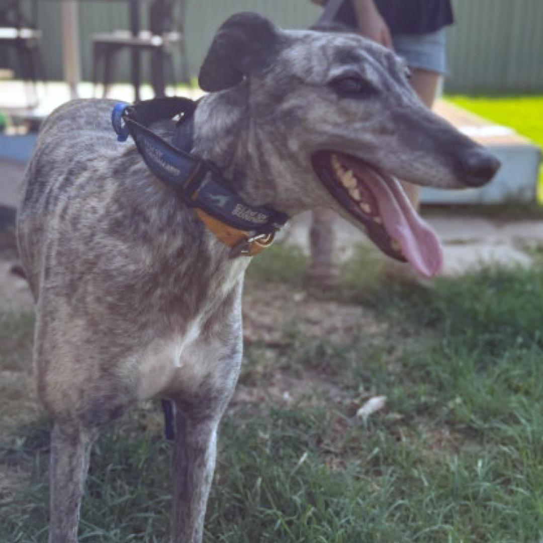 Enlarge Fred, a Adopted Greyhound in Orange, CT image 4/4