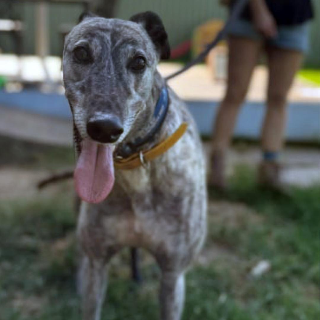Enlarge Fred, a Adopted Greyhound in Orange, CT image 1/4