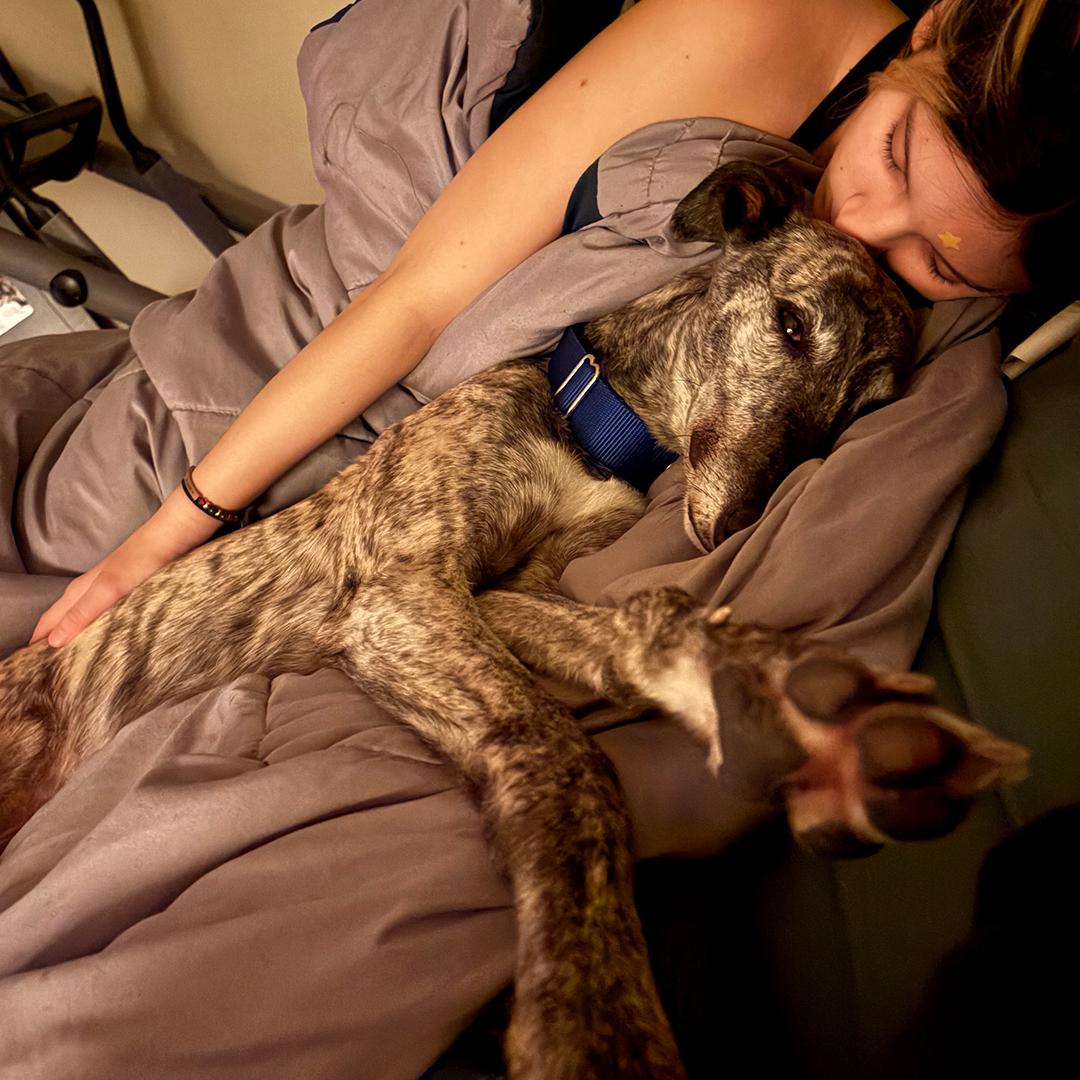 Enlarge Fred, a Adopted Greyhound in Orange, CT image 2/4