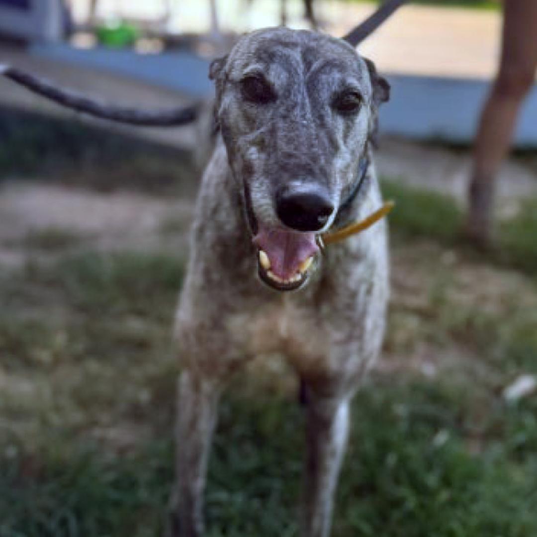 Enlarge Fred, a Adopted Greyhound in Orange, CT image 3/4