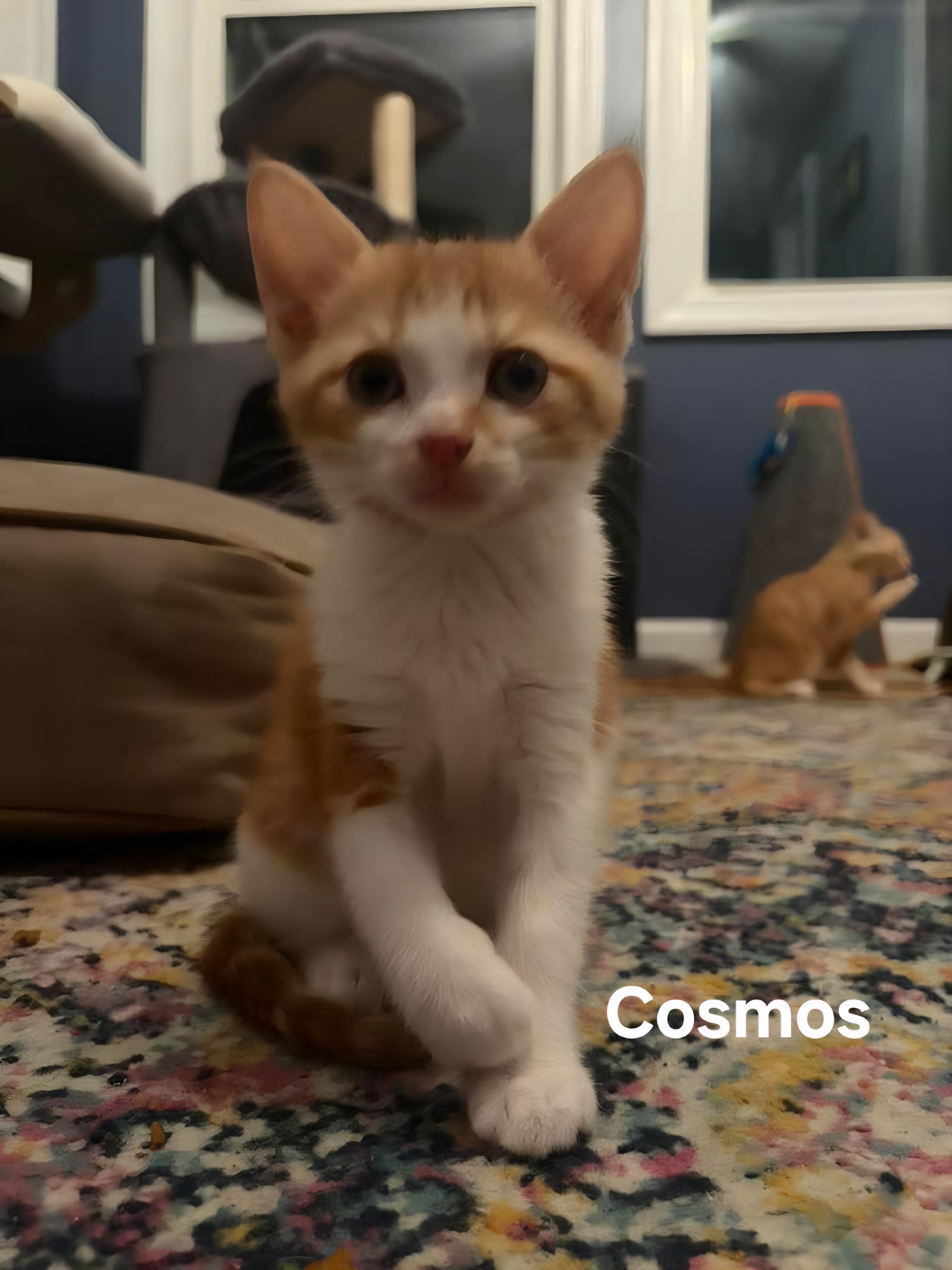 Cosmos, an adopted Domestic Short Hair in Chicopee, MA image 2/2