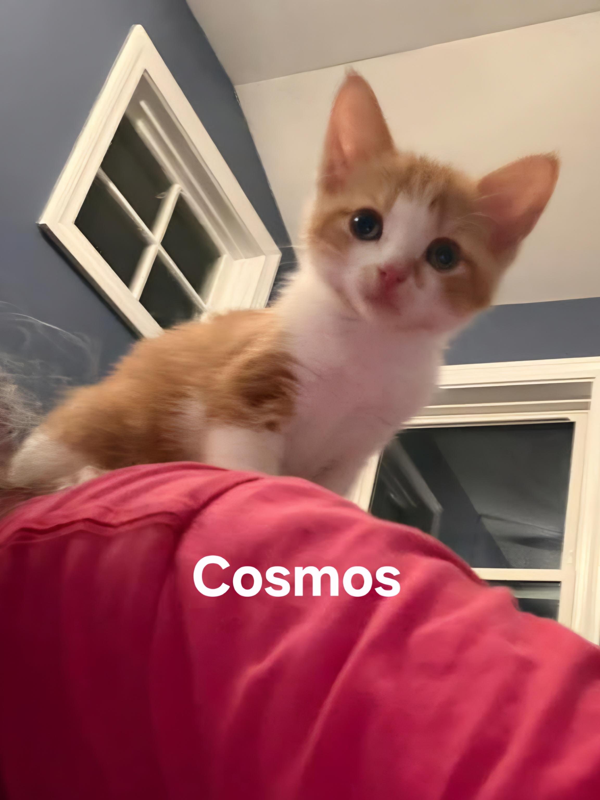 Cosmos, adopted, Kitten Male Domestic Short Hair.
