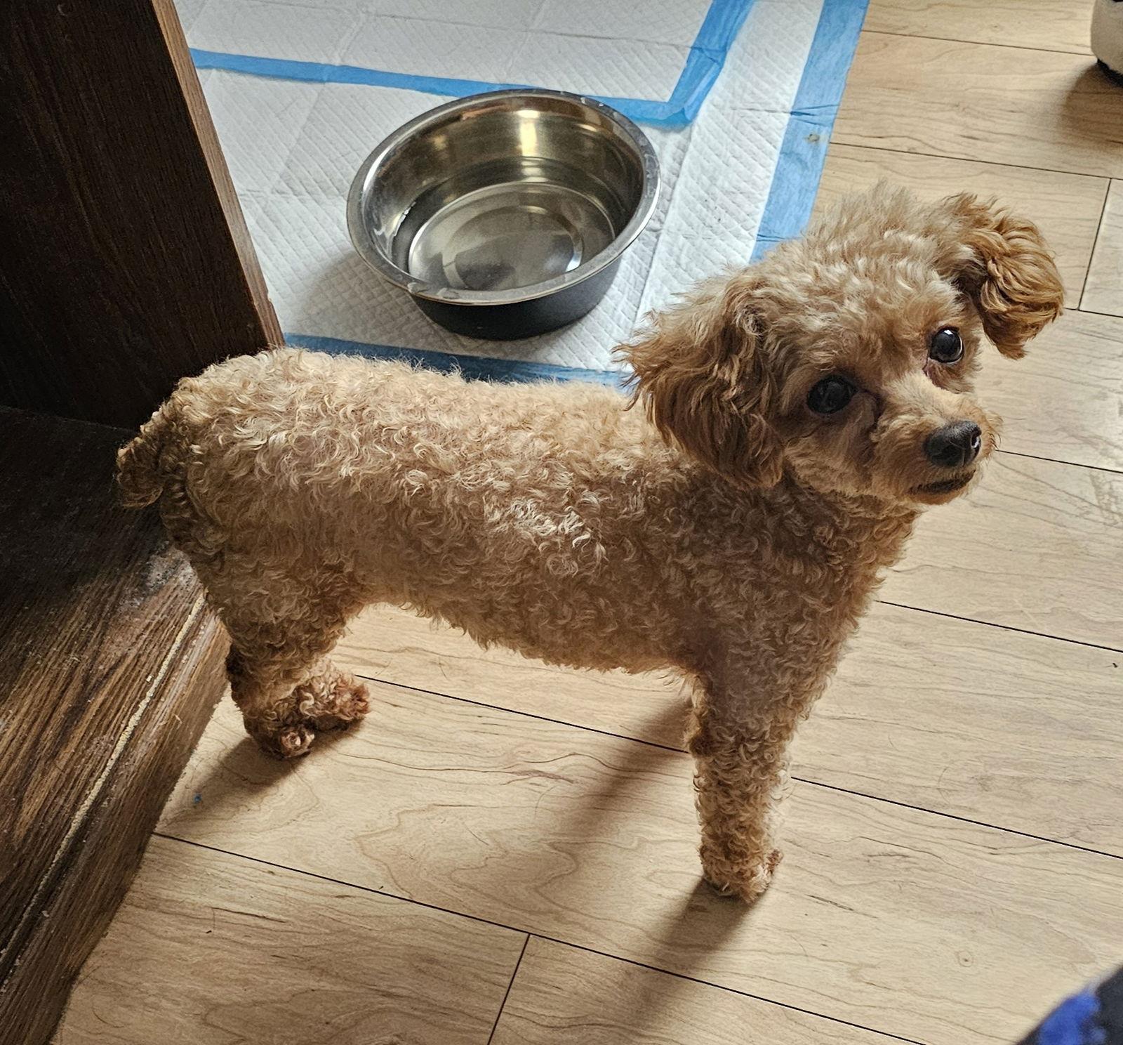 PUMPKIN, a Adoptable Poodle in Jackson, NJ image 2/2