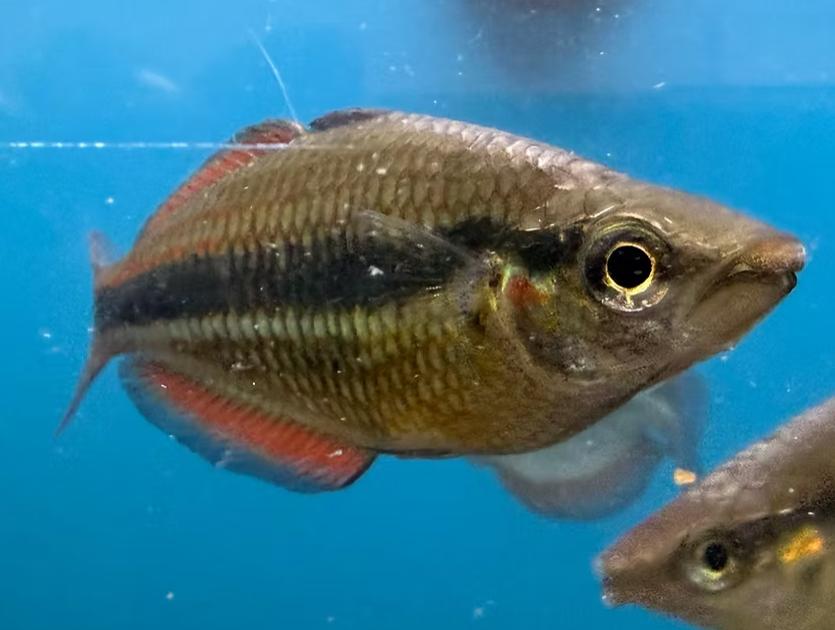 2 Melanotaenia Goyder River Rainbowfish, Adoptable, Adult Unknown Freshwater Fish.