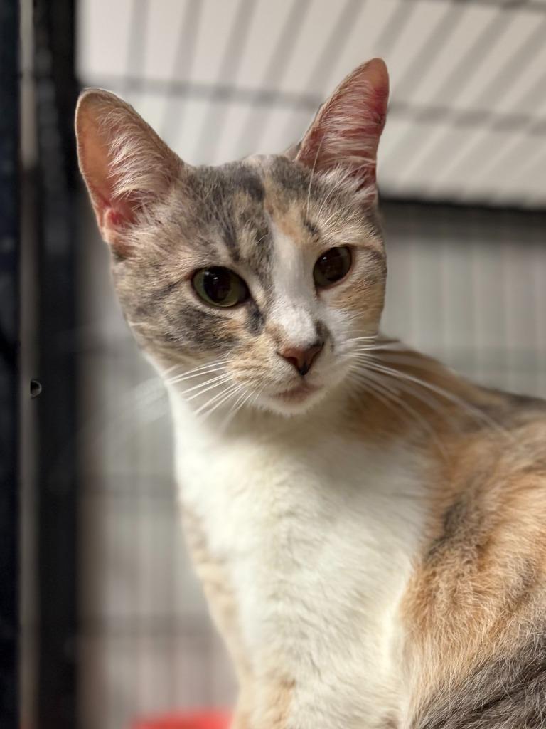 Alpha, Adoptable, Young Female Calico.