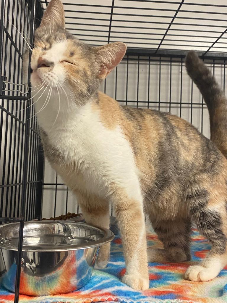 Enlarge Alpha, a Adoptable Calico in Lockhart, TX image 2/4
