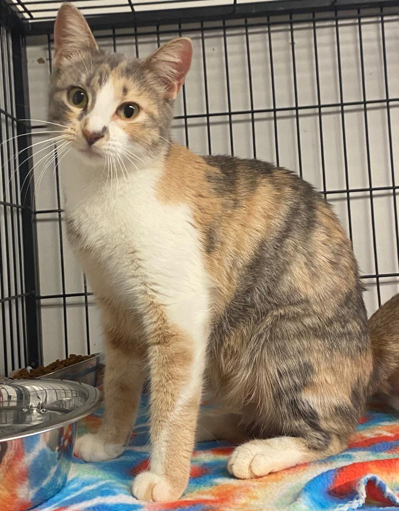 Enlarge Alpha, a Adoptable Calico in Lockhart, TX image 3/4