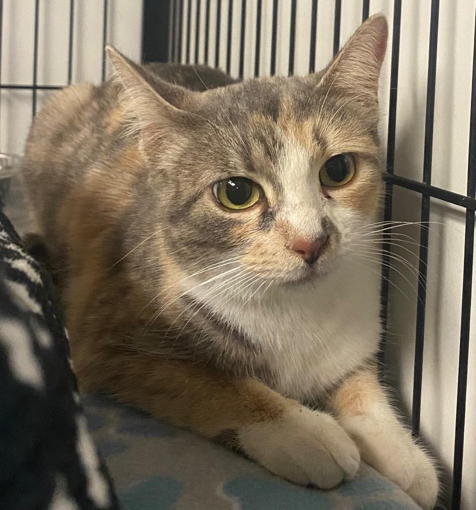 Enlarge Alpha, a Adoptable Calico in Lockhart, TX image 4/4