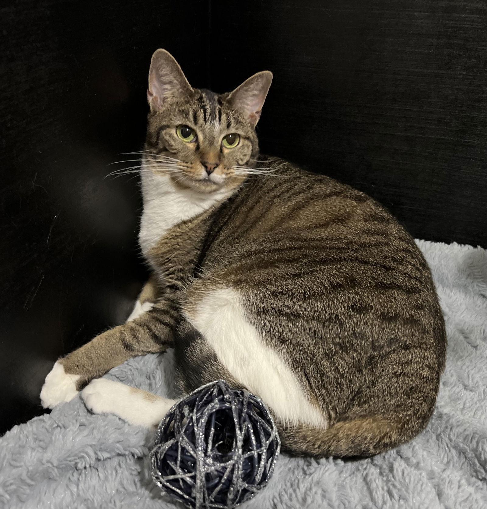 Enlarge Fava, a Adoptable mixed breed in Fayetteville, GA image 1/3